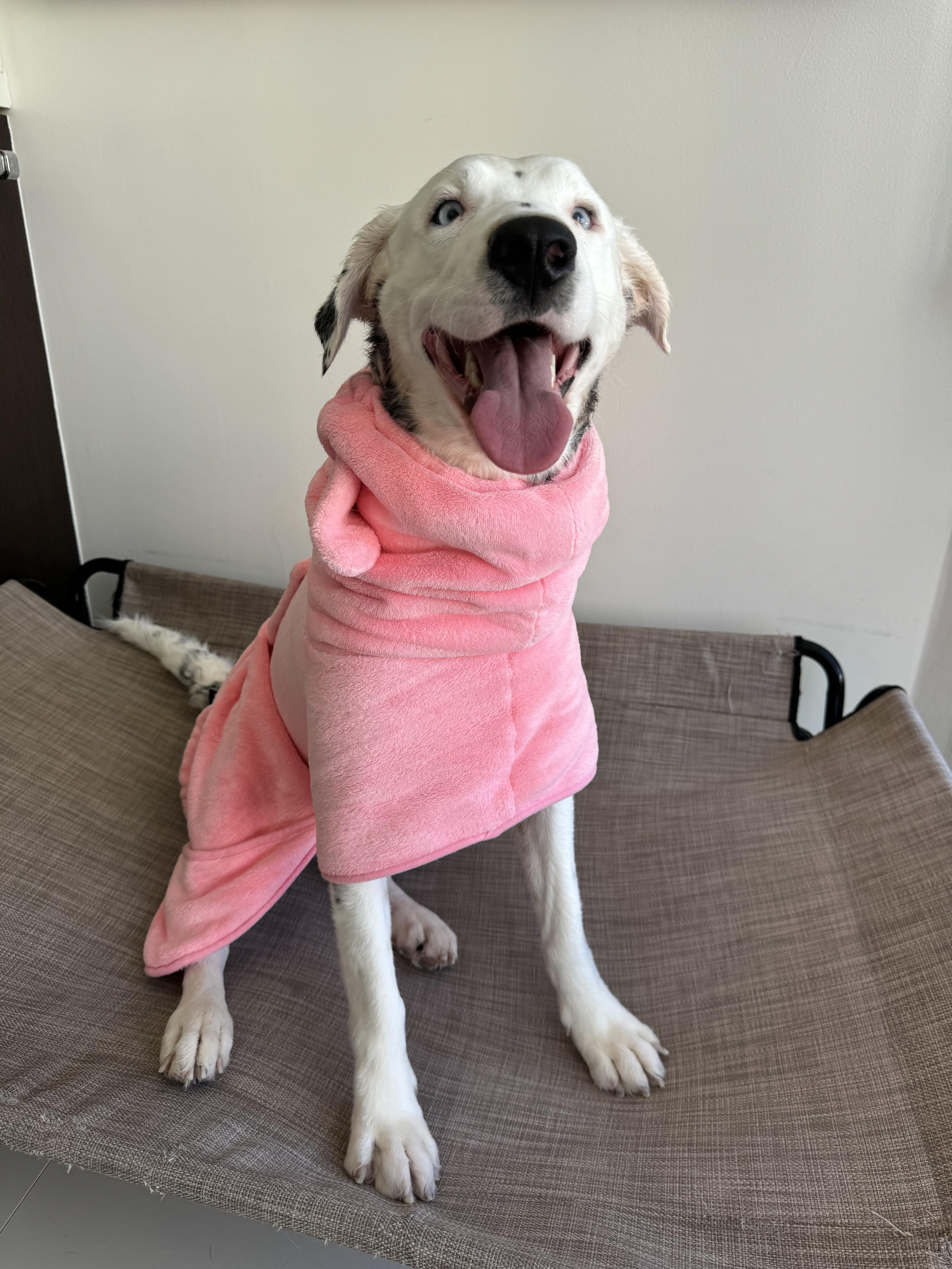 Khaleese, a ADOPTABLE mixed breed in West Hollywood, CA image 3/4