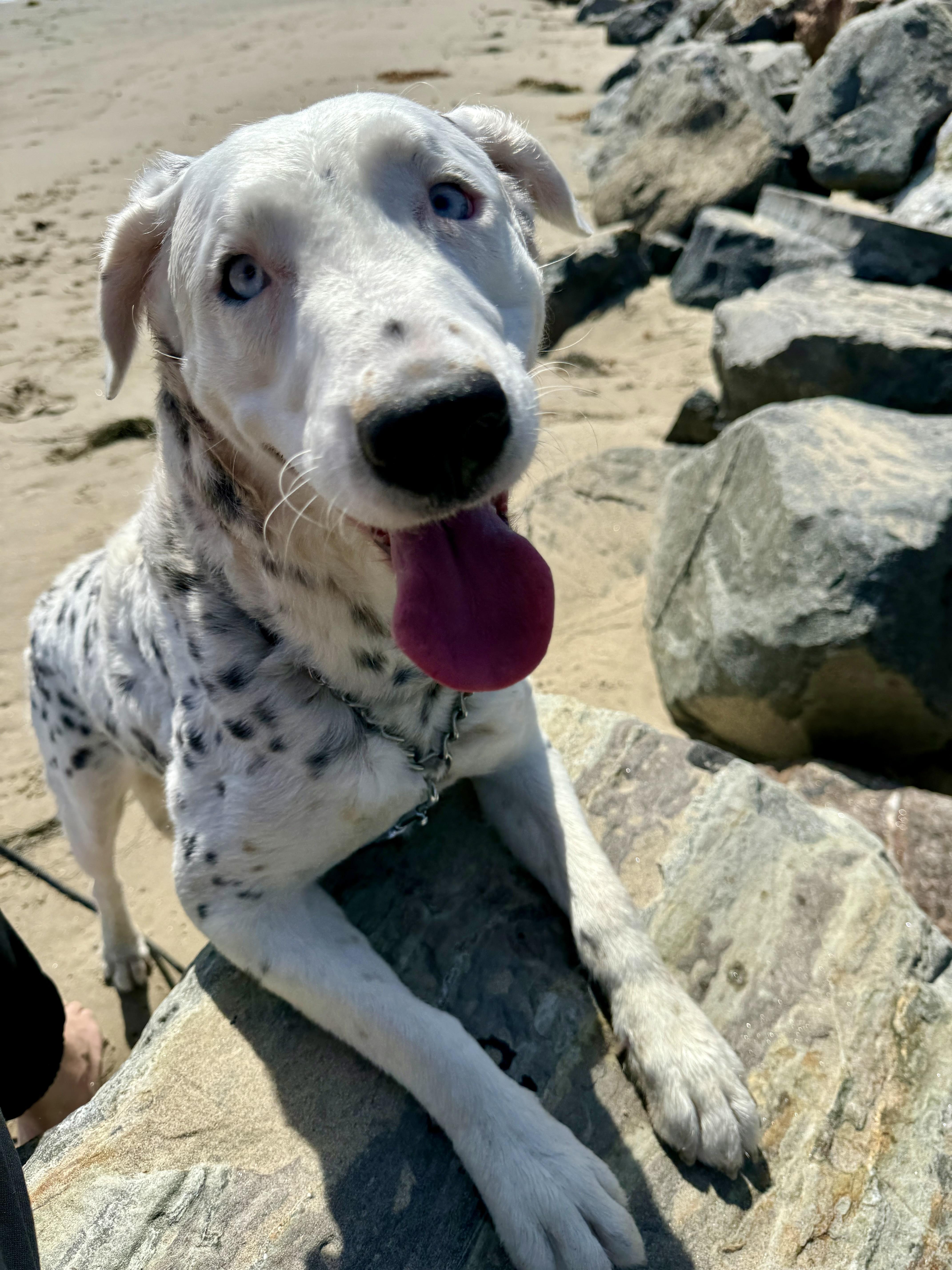 Khaleese, a ADOPTABLE mixed breed in West Hollywood, CA image 2/4