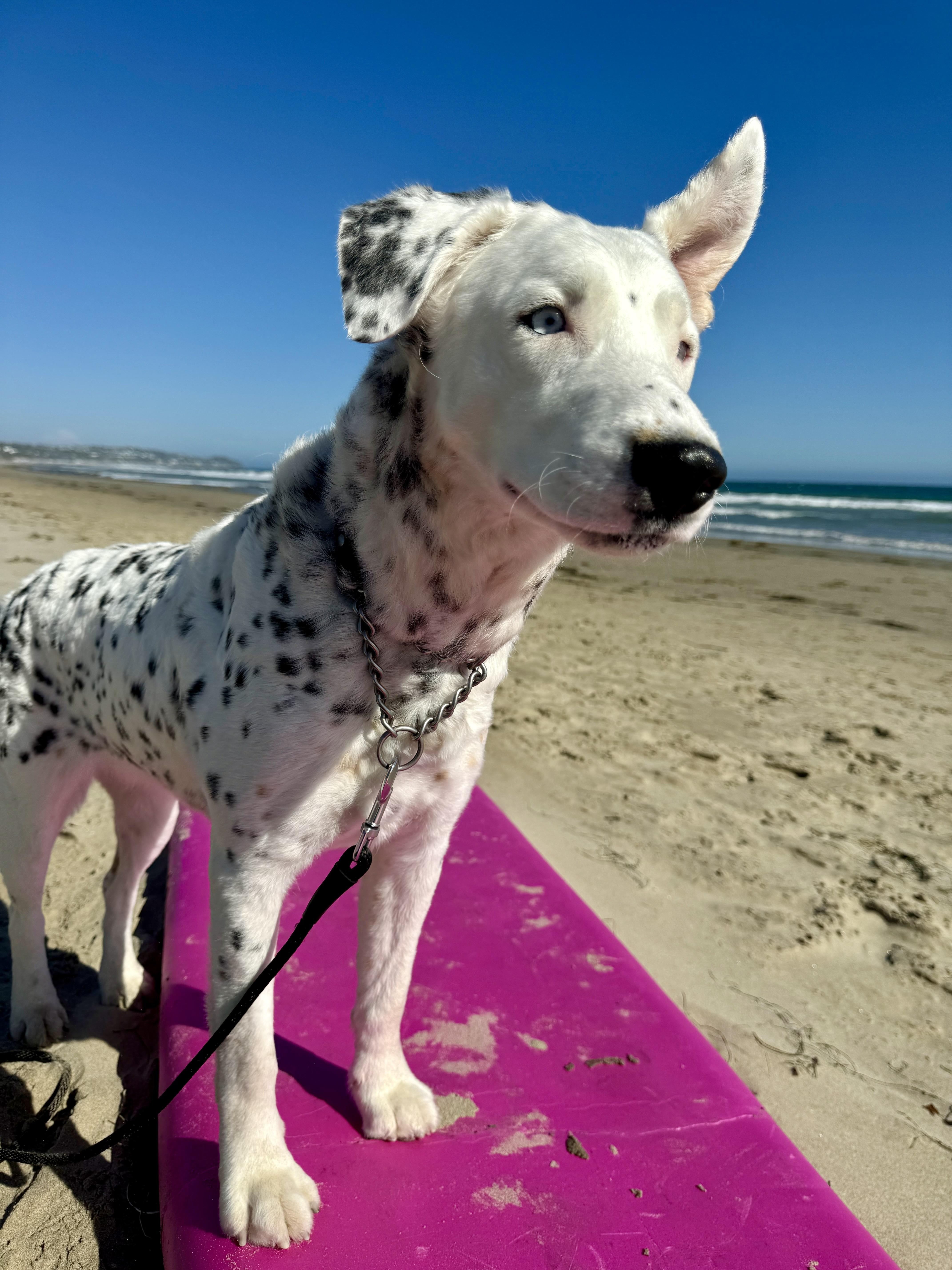 Khaleese, a ADOPTABLE mixed breed in West Hollywood, CA image 4/4
