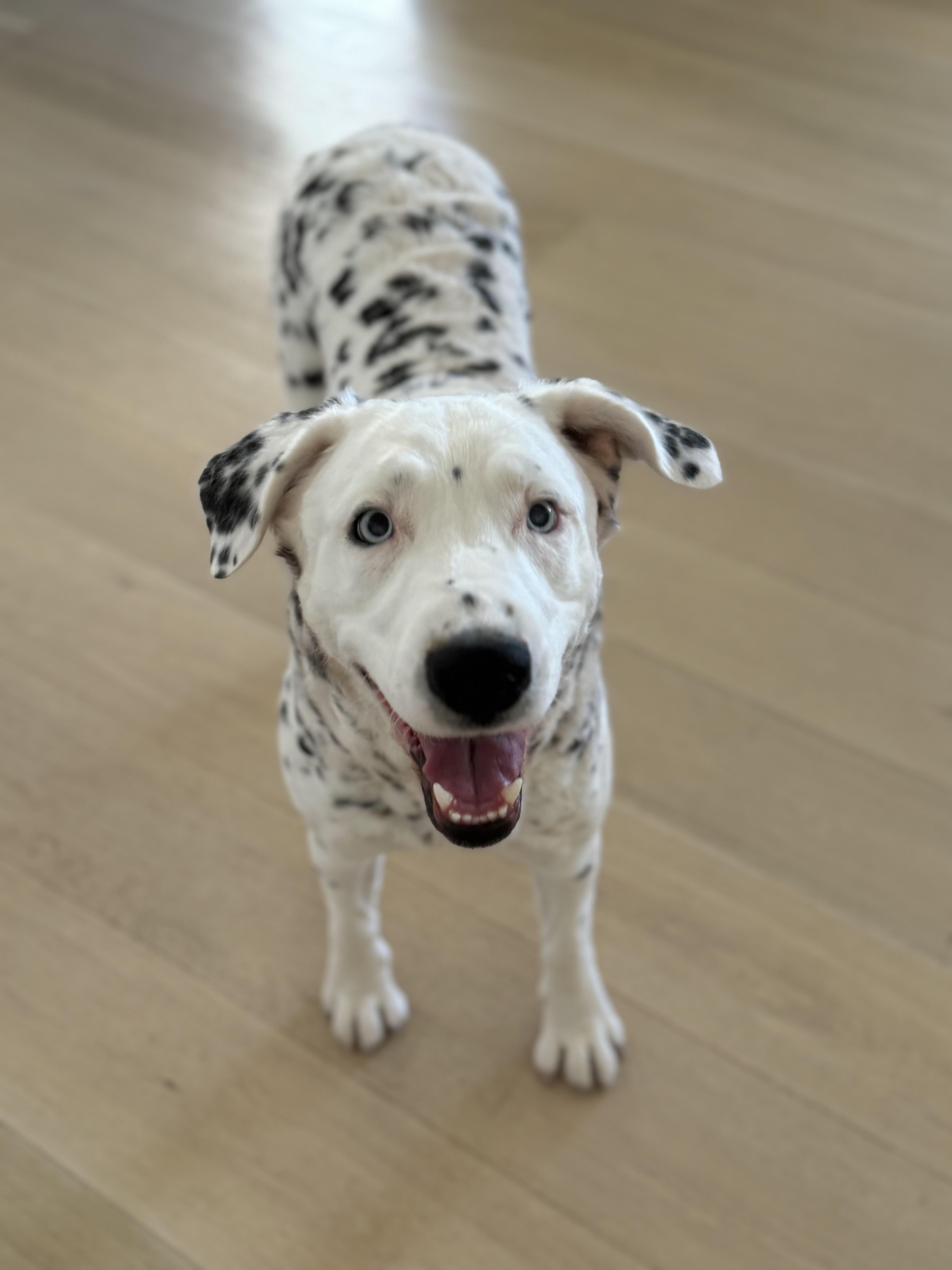Khaleese, ADOPTABLE, Young Female Dalmatian & Australian Shepherd.
