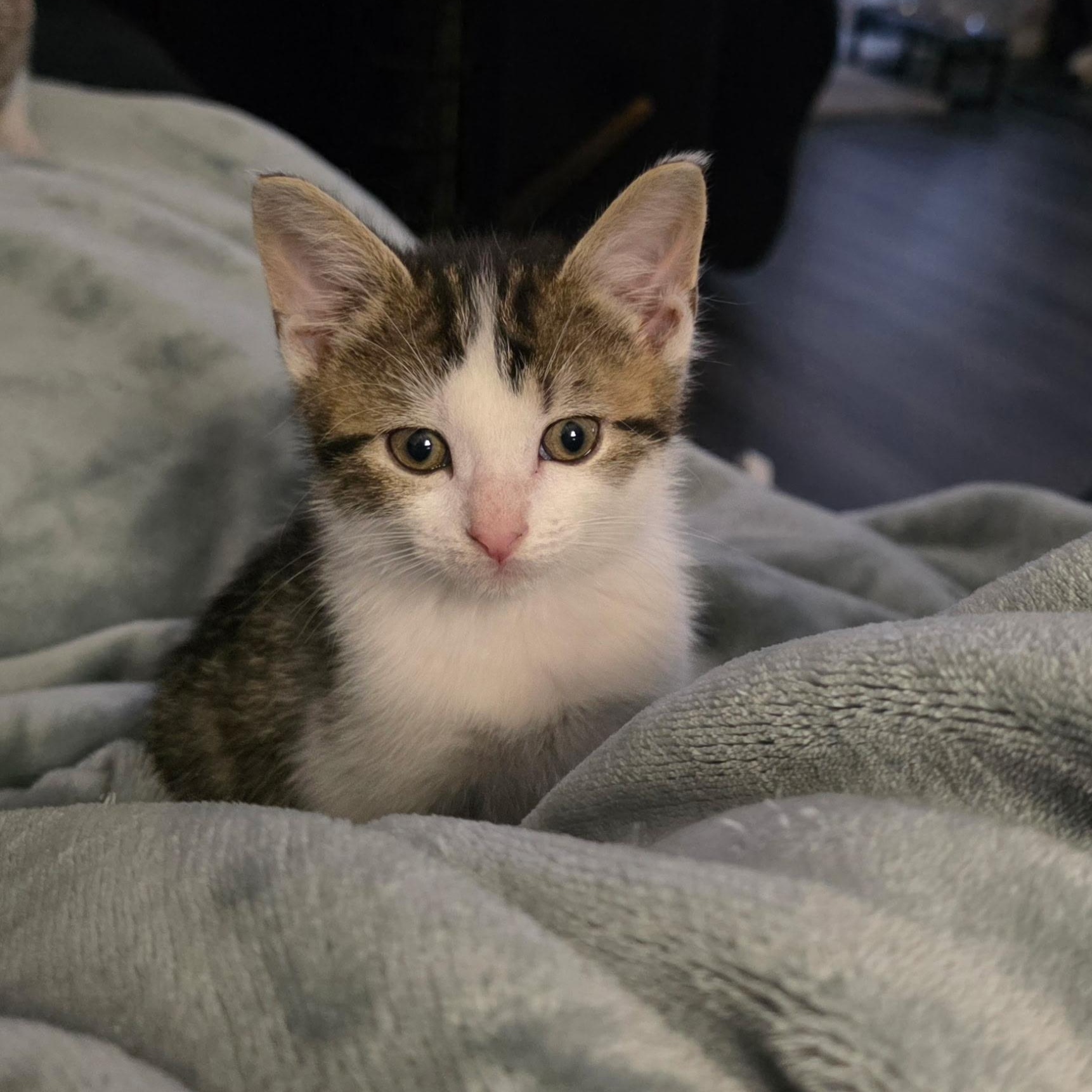 Enlarge Rubble, a Adoptable Domestic Short Hair in West Jefferson, OH image 3/5