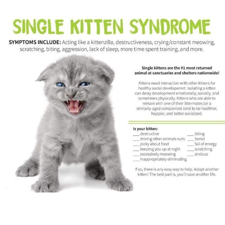 Enlarge Rubble, a Adoptable Domestic Short Hair in West Jefferson, OH image 5/5