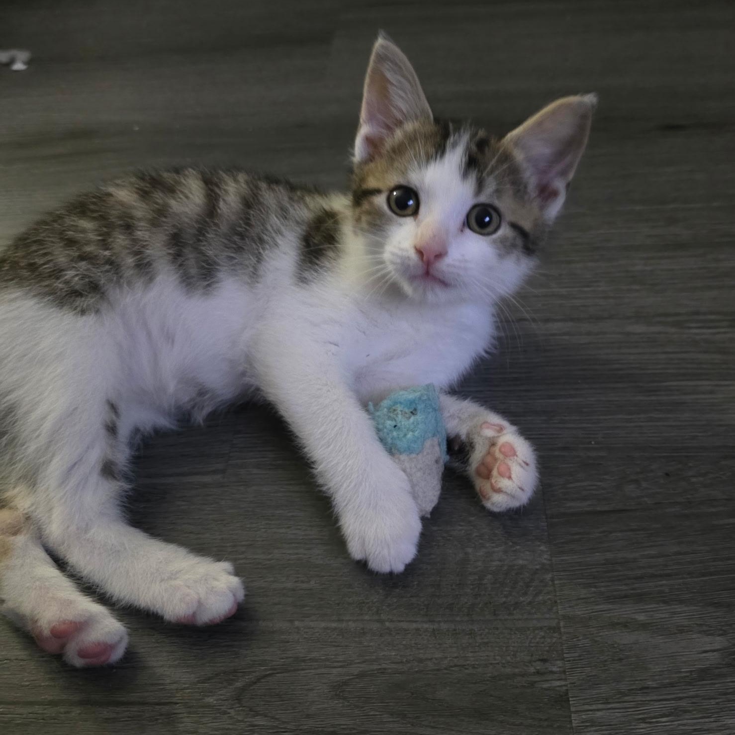 Enlarge Rubble, a Adoptable Domestic Short Hair in West Jefferson, OH image 1/5