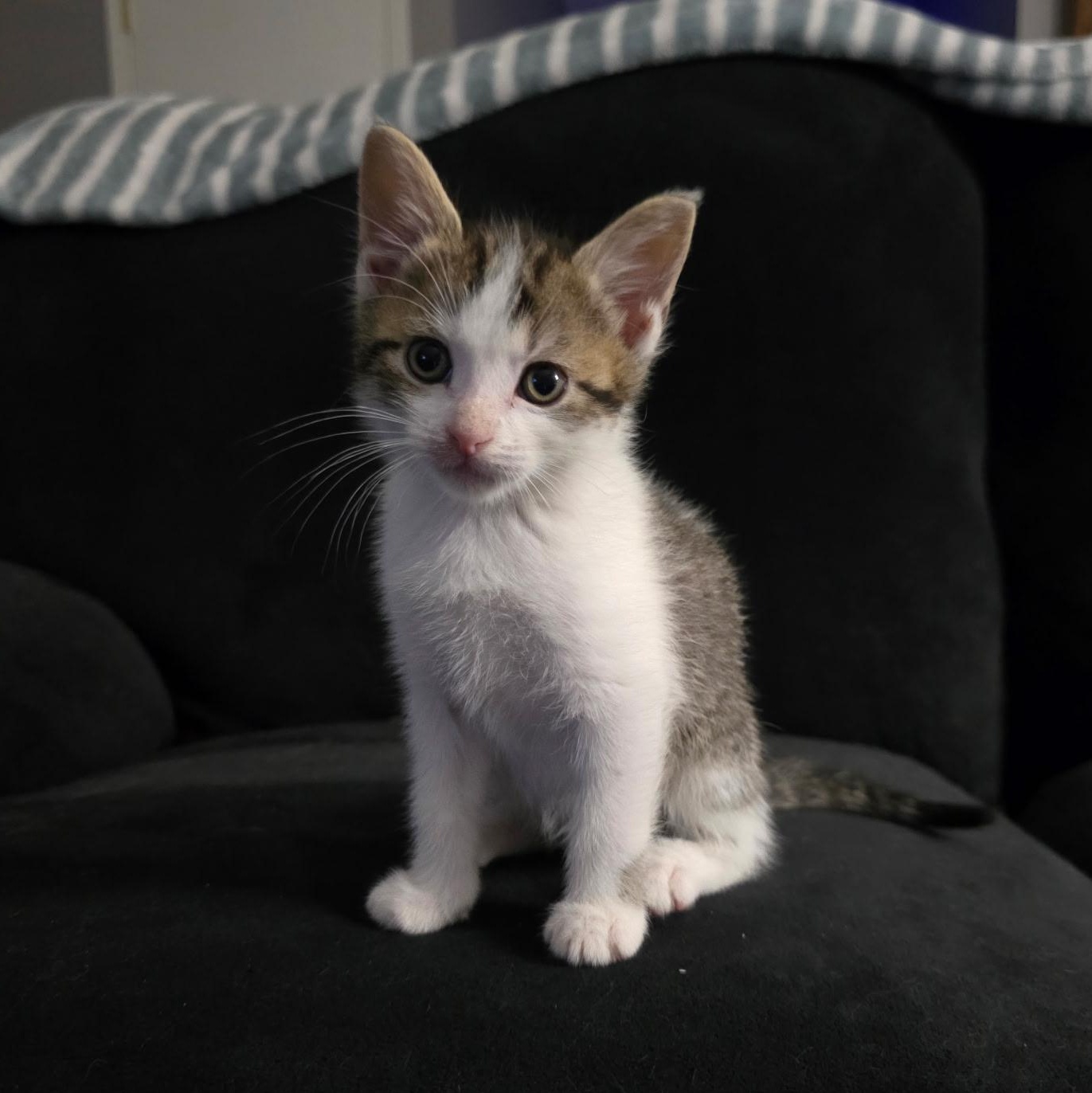Enlarge Rubble, a Adoptable Domestic Short Hair in West Jefferson, OH image 2/5