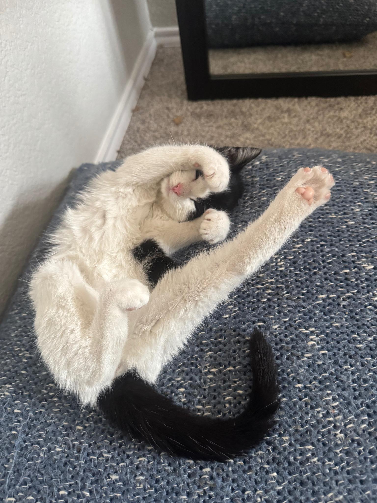 Cupcake, ADOPTABLE, Young Female Domestic Short Hair.