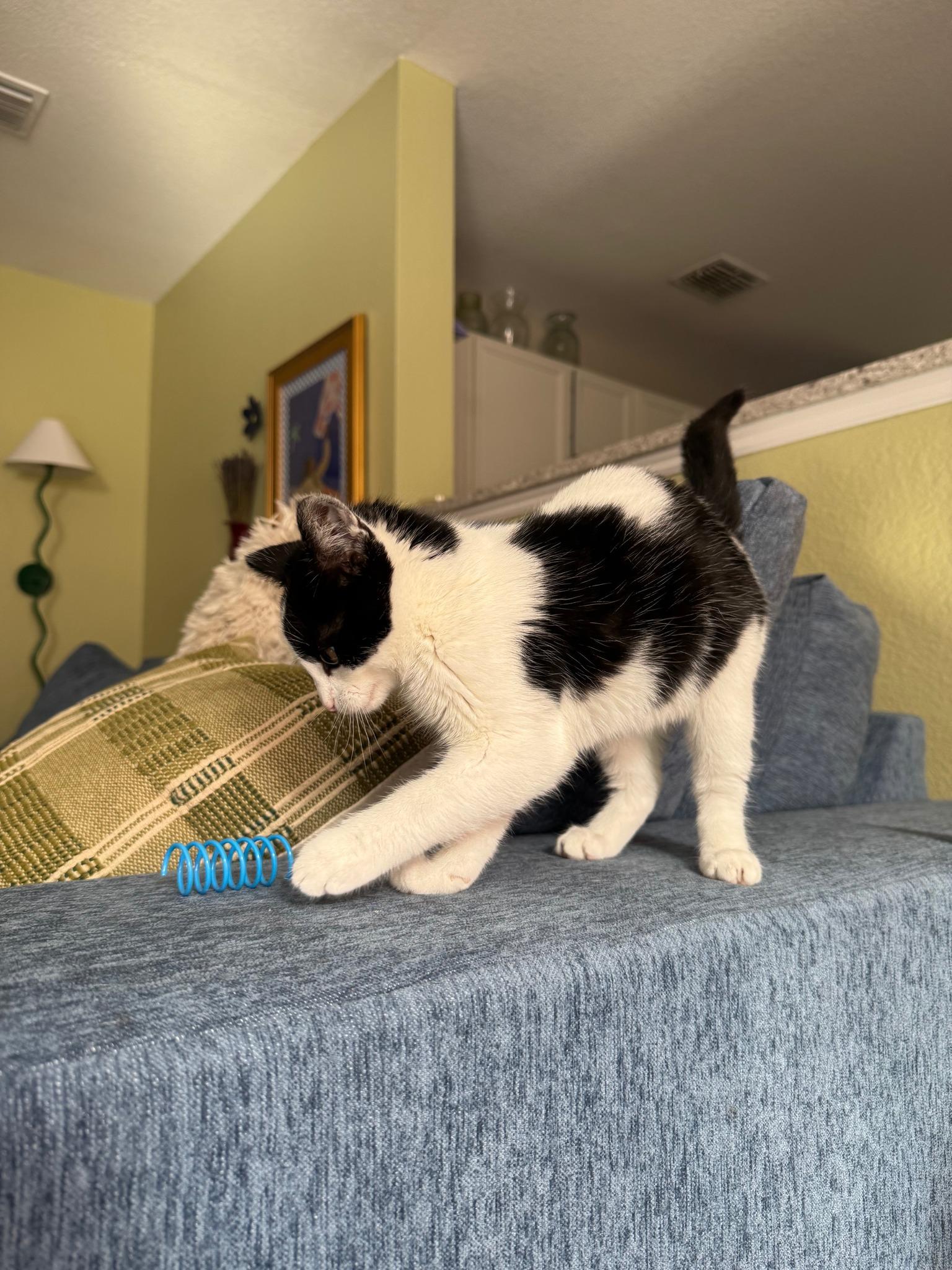 Enlarge Cupcake, a ADOPTABLE Domestic Short Hair in Frisco, TX image 2/4