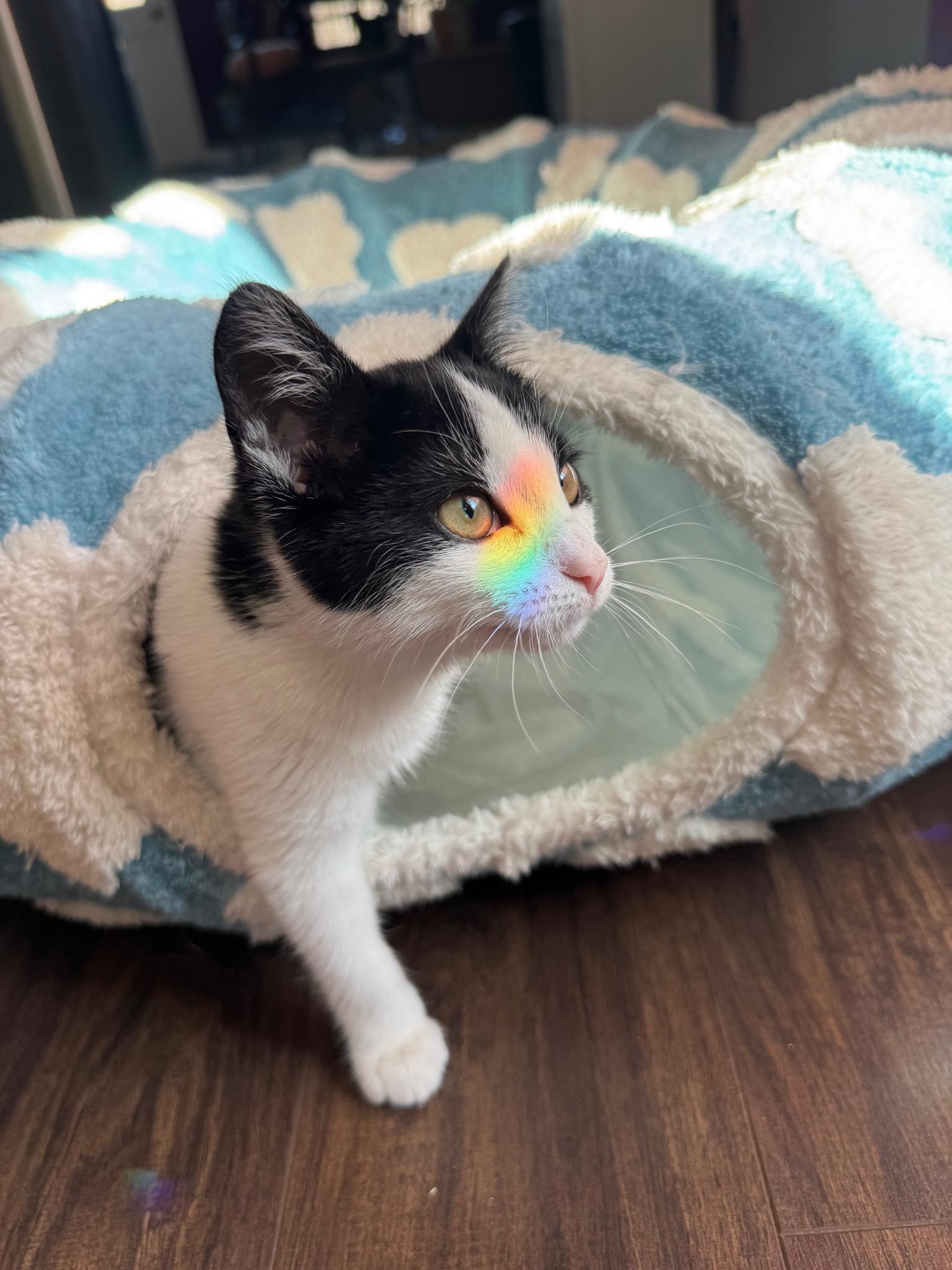 Enlarge Cupcake, a ADOPTABLE Domestic Short Hair in Frisco, TX image 3/4