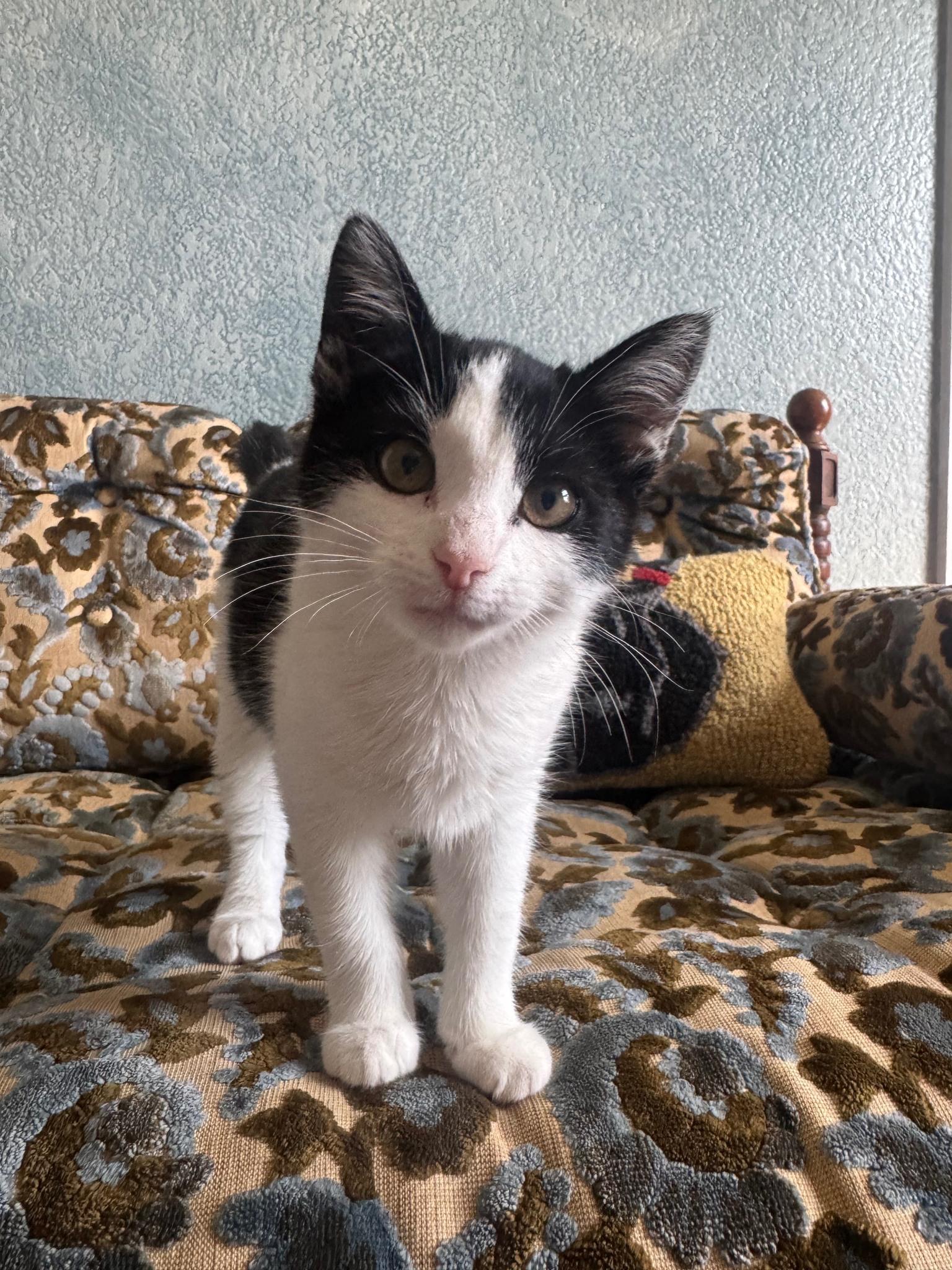 Enlarge Cupcake, a ADOPTABLE Domestic Short Hair in Frisco, TX image 4/4