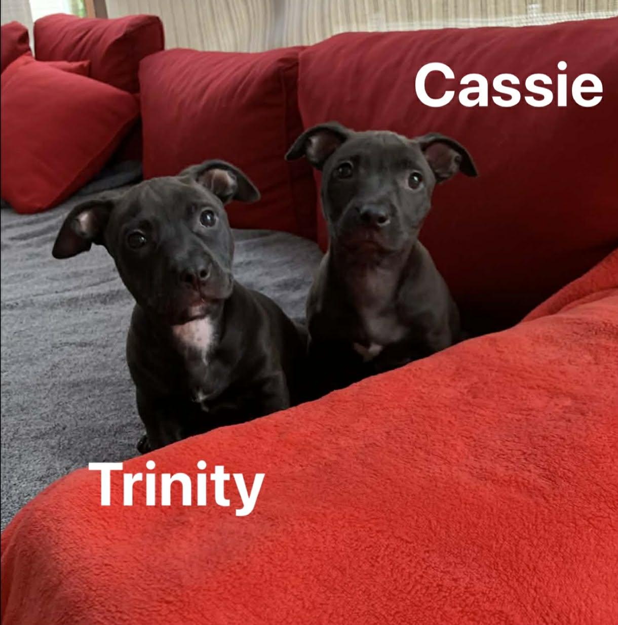 Trinity, a ADOPTABLE mixed breed in Blue Bell, PA image 3/3