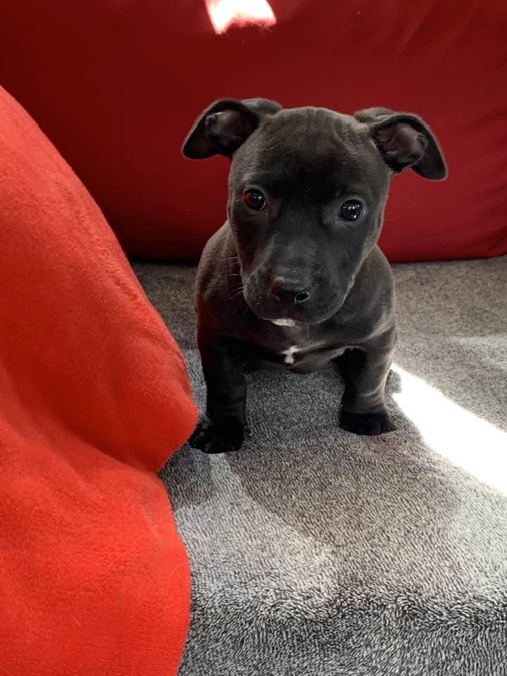 Trinity, ADOPTABLE, Puppy Female Dachshund.
