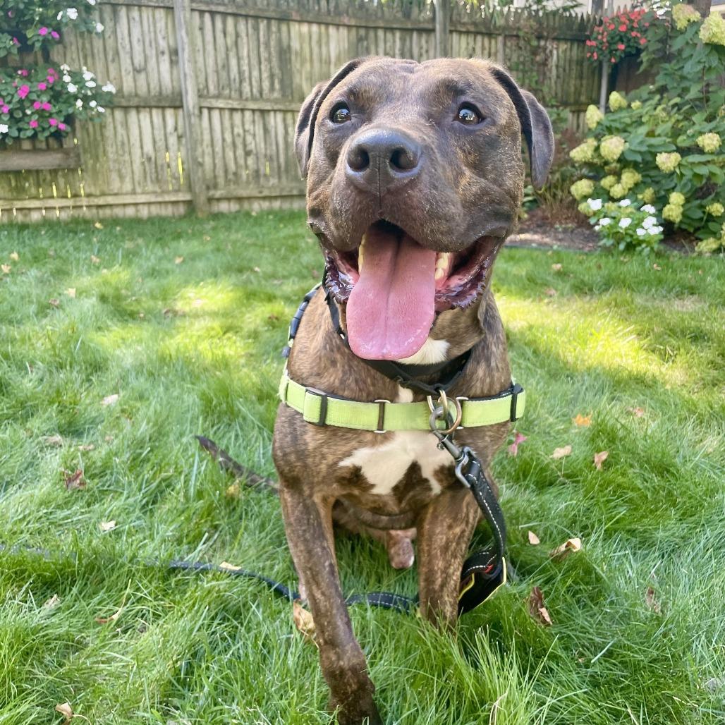 Julian, Adoptable, Adult Male Pit Bull Terrier.