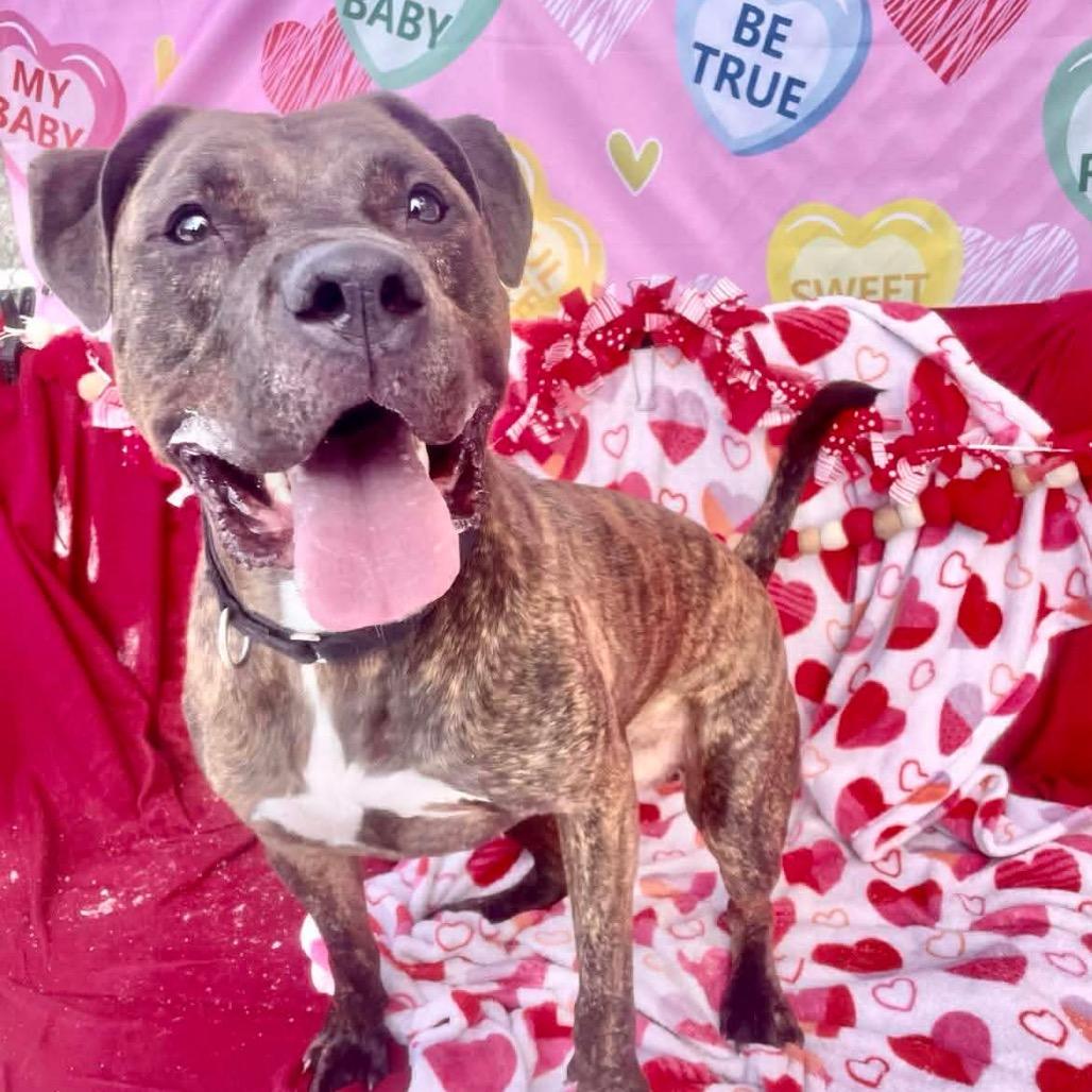 Enlarge Julian, a Adoptable Pit Bull Terrier in Newark, NJ image 1/6