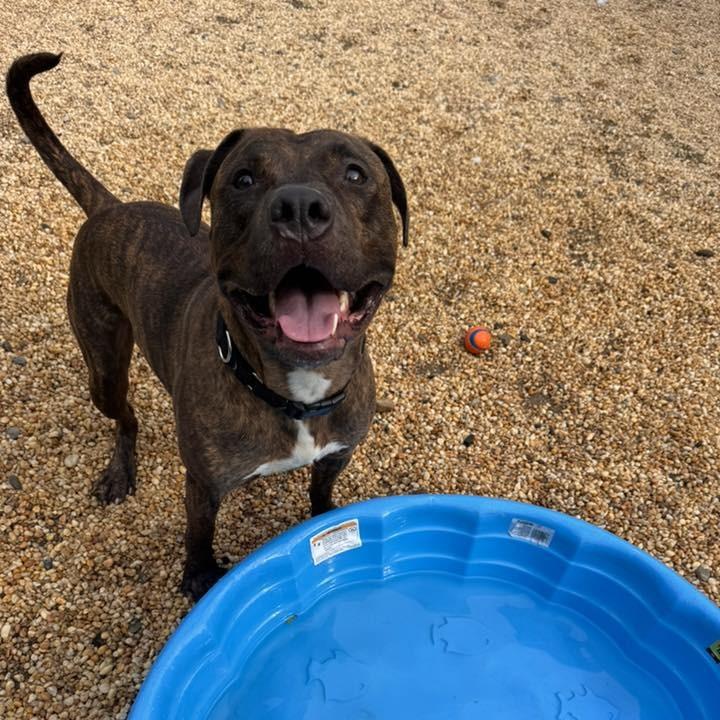 Enlarge Julian, a Adoptable Pit Bull Terrier in Newark, NJ image 3/6