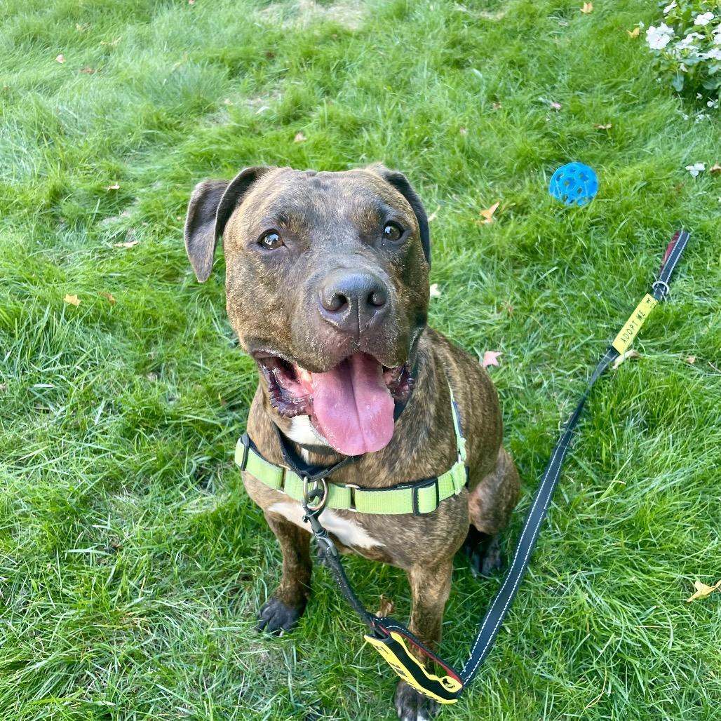 Enlarge Julian, a Adoptable Pit Bull Terrier in Newark, NJ image 3/6