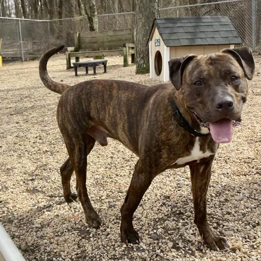Enlarge Julian, a Adoptable Pit Bull Terrier in Newark, NJ image 4/6