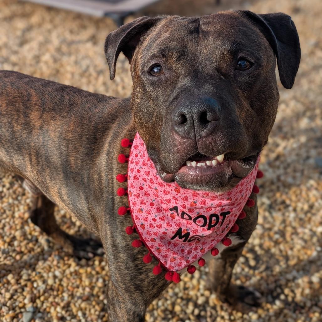 Enlarge Julian, a Adoptable Pit Bull Terrier in Newark, NJ image 6/6