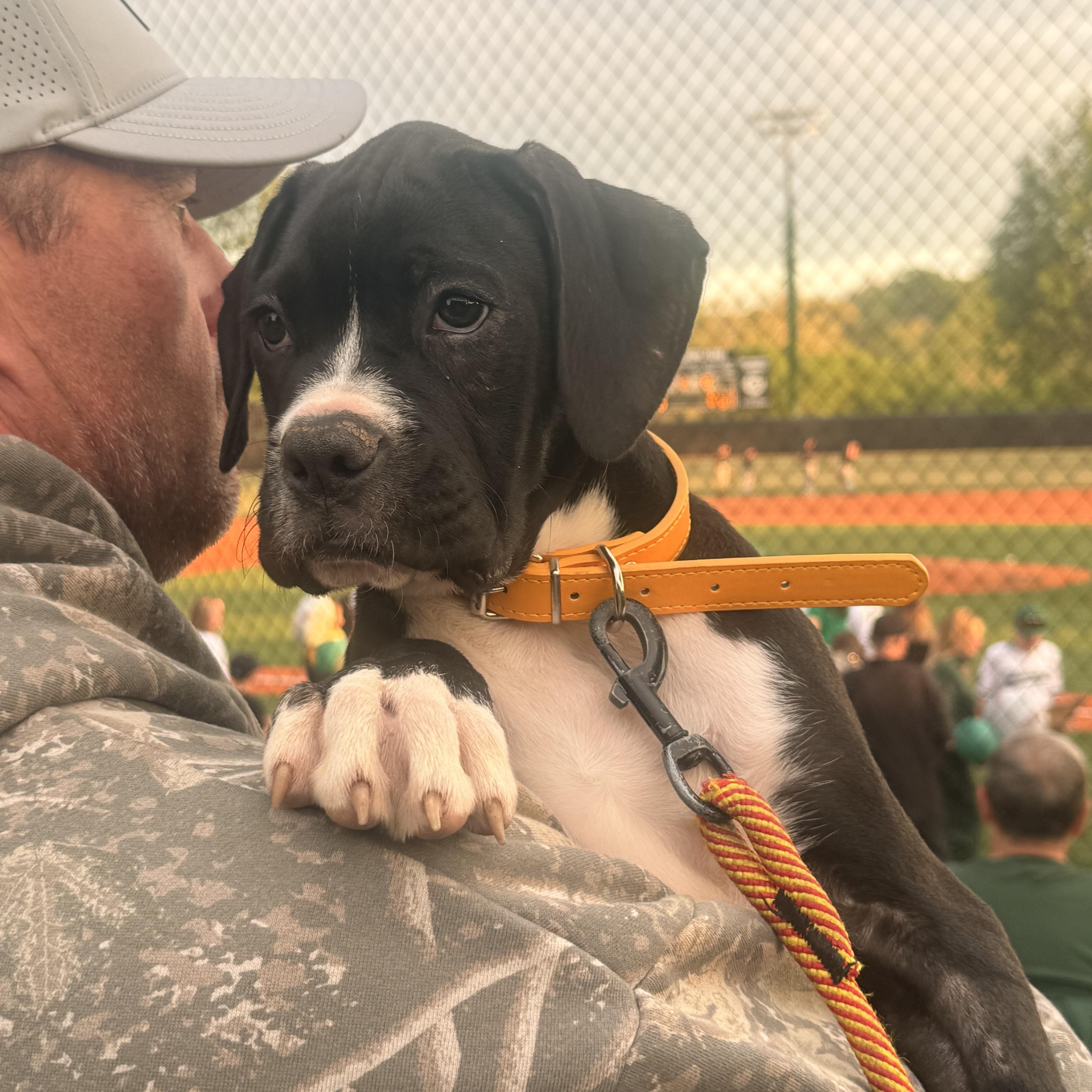 Joey, adopted, Puppy Male Boxer.