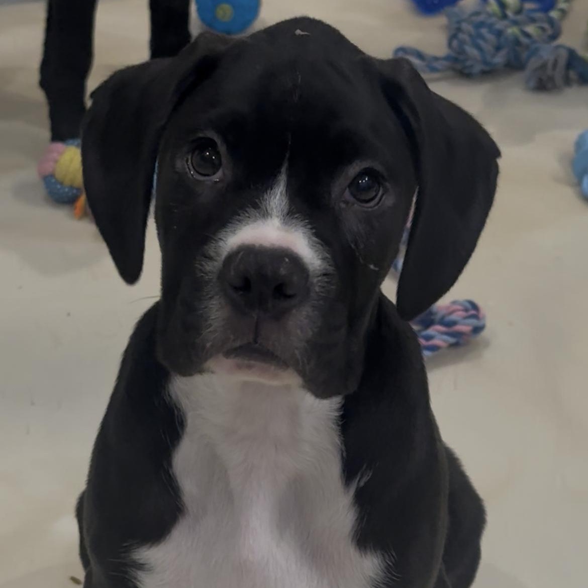 Enlarge Joey, an adopted Boxer in Brentwood, TN image 3/4