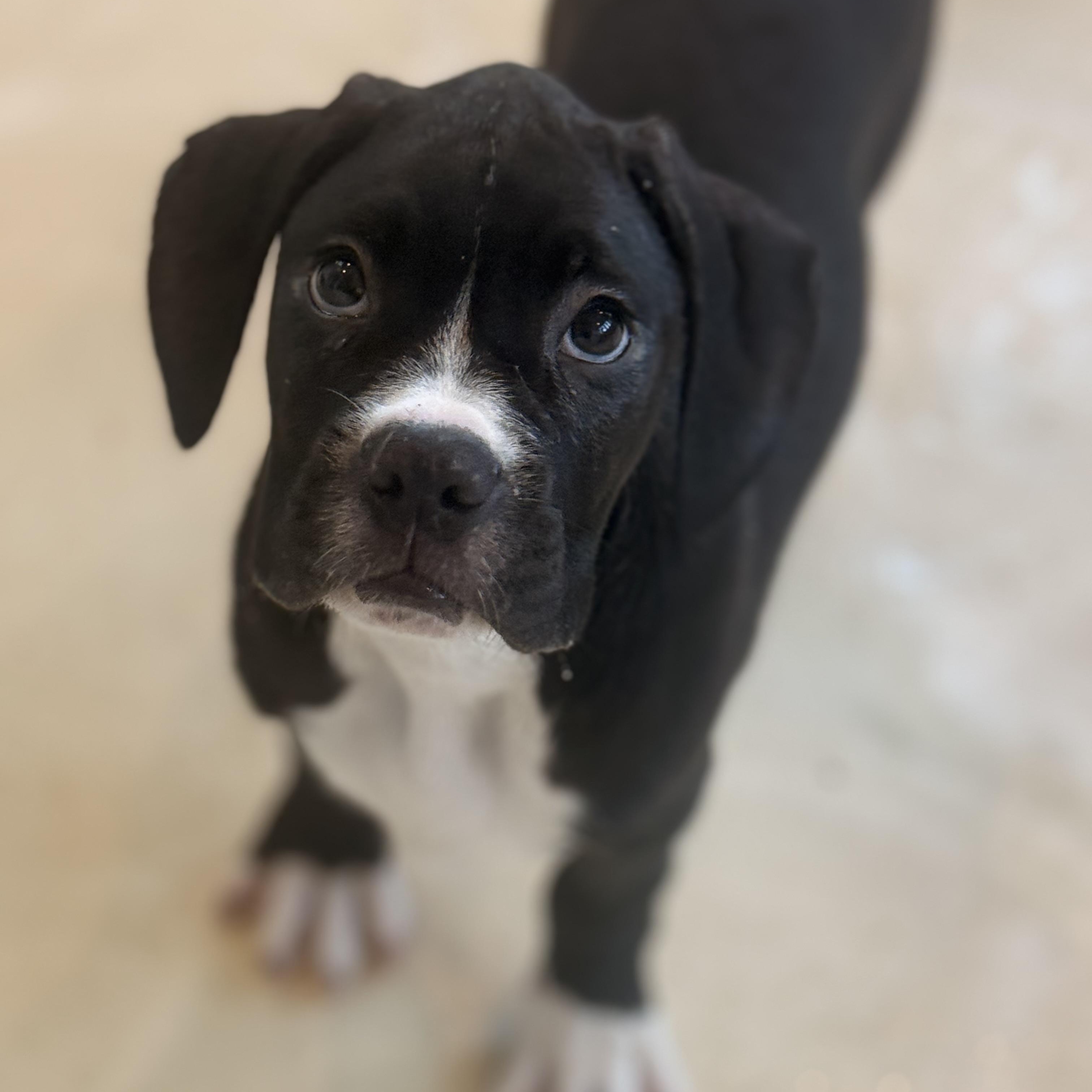 Enlarge Joey, an adopted Boxer in Brentwood, TN image 4/4