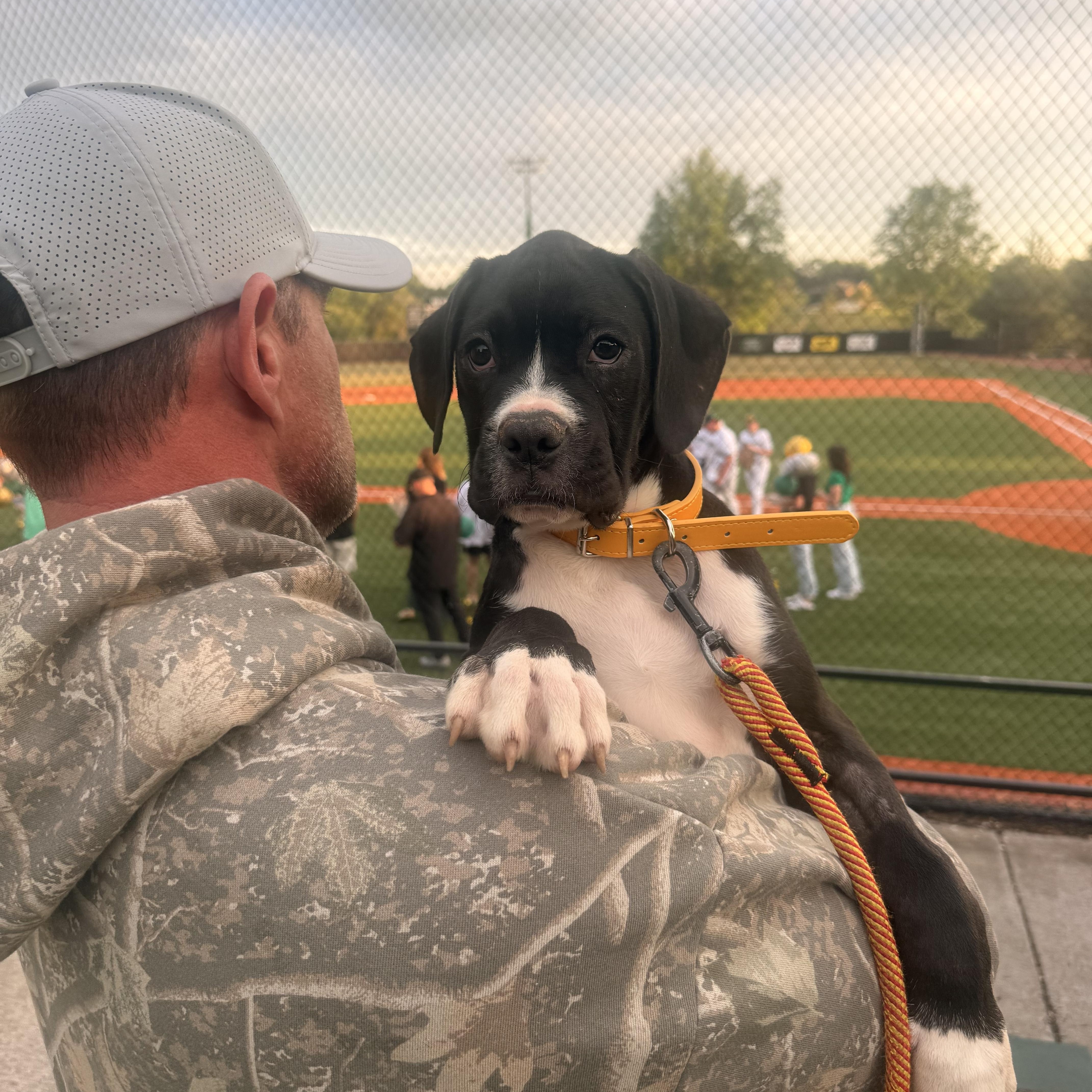 Enlarge Joey, an adopted Boxer in Brentwood, TN image 2/4
