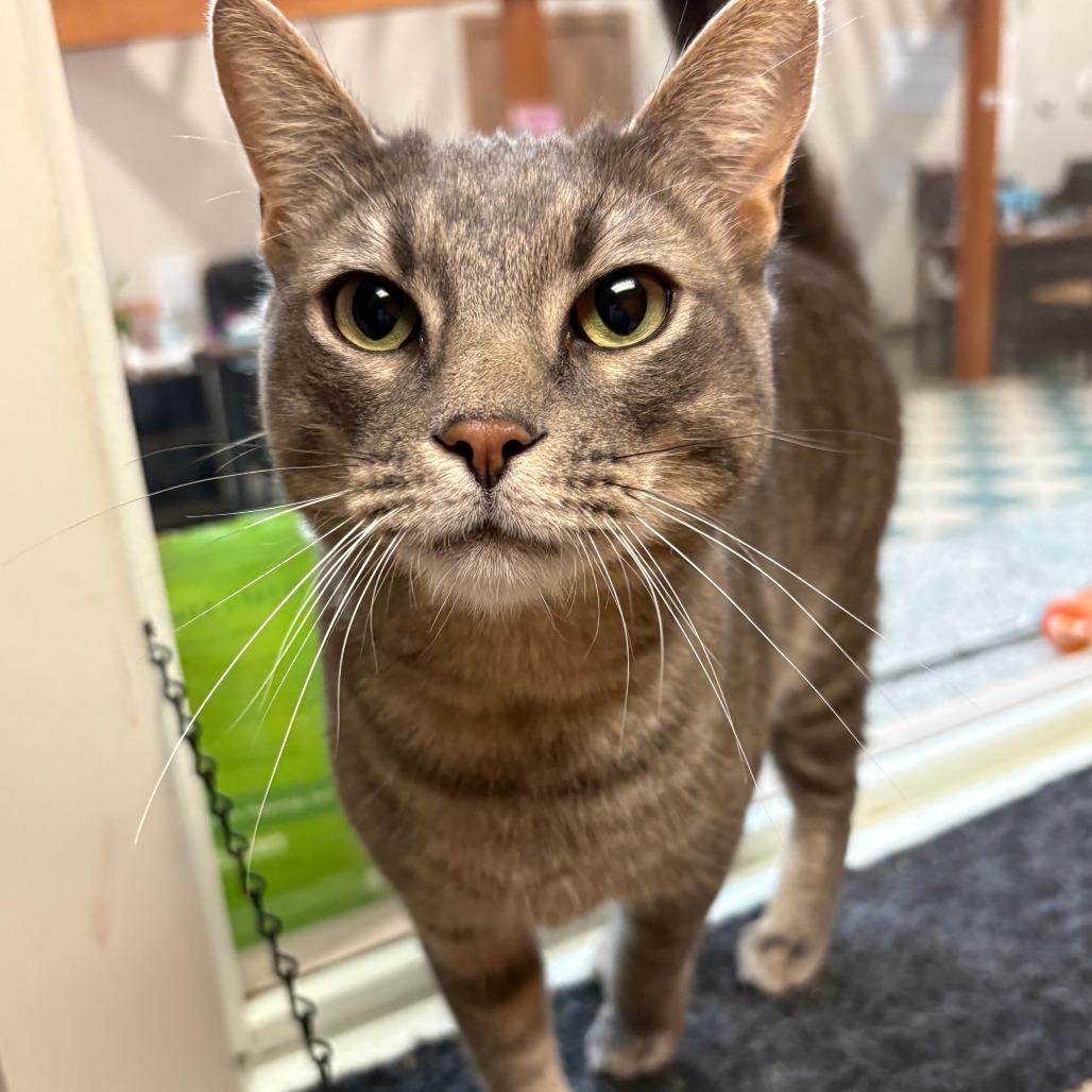 Enlarge Tink (Asher), a Adoptable Domestic Short Hair in Bedford, NH image 1/3
