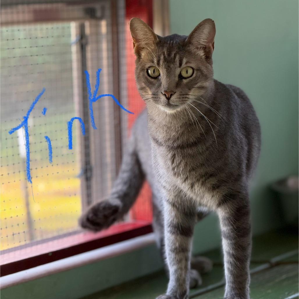 Enlarge Tink (Asher), a Adoptable Domestic Short Hair in Bedford, NH image 2/3