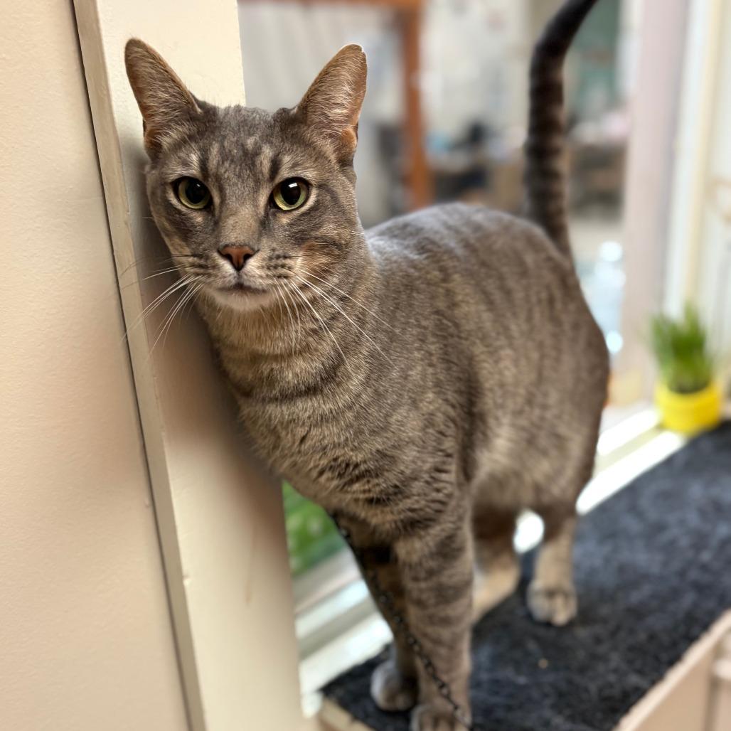 Enlarge Tink (Asher), a Adoptable Domestic Short Hair in Bedford, NH image 3/3
