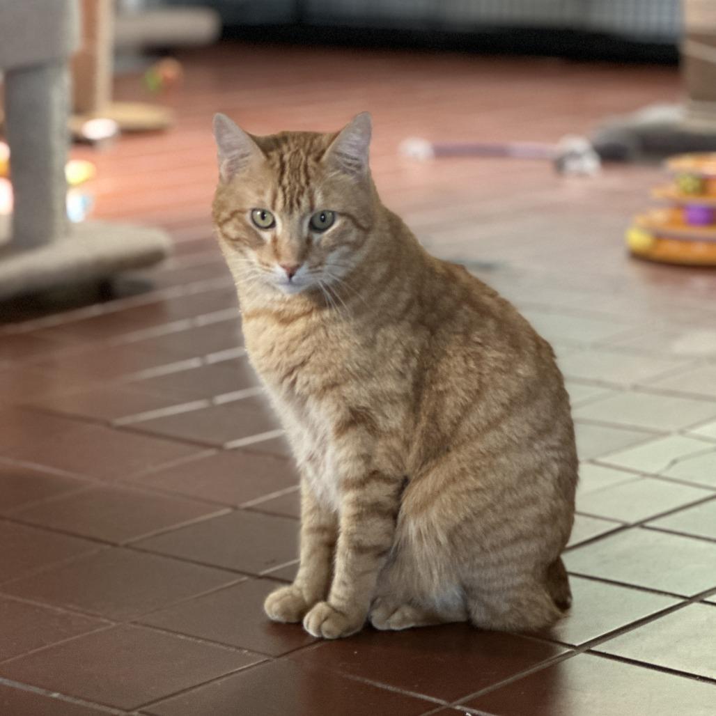 Milo, Adoptable, Adult Male American Bobtail & American Bobtail.