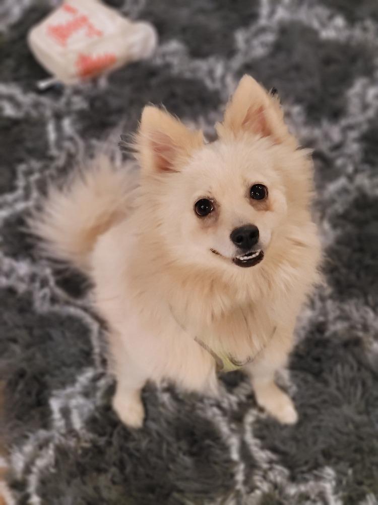 Ellie, Adoptable, Young Female Pomeranian.