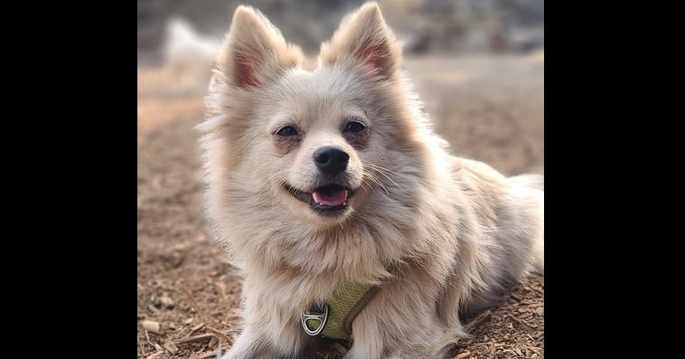 Enlarge Ellie, a Adoptable Pomeranian in Bend, OR image 2/6