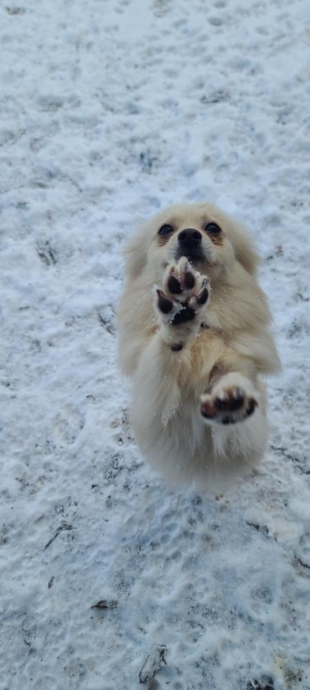 Enlarge Ellie, a Adoptable Pomeranian in Bend, OR image 3/6