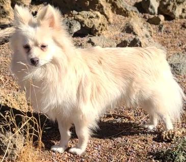 Enlarge Ellie, a Adoptable Pomeranian in Bend, OR image 4/6