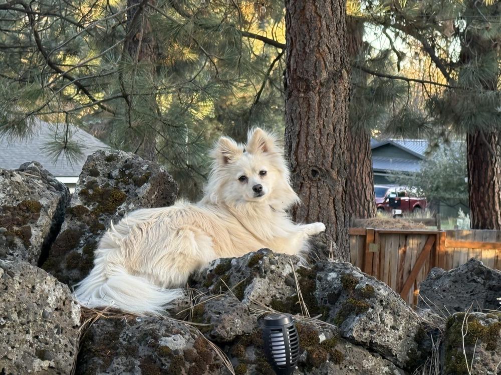 Enlarge Ellie, a Adoptable Pomeranian in Bend, OR image 5/6