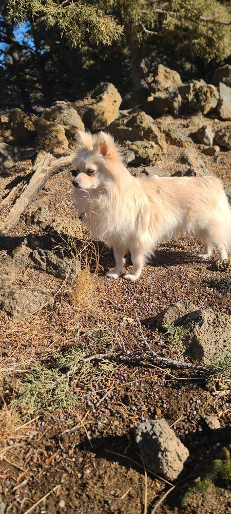 Enlarge Ellie, a Adoptable Pomeranian in Bend, OR image 6/6
