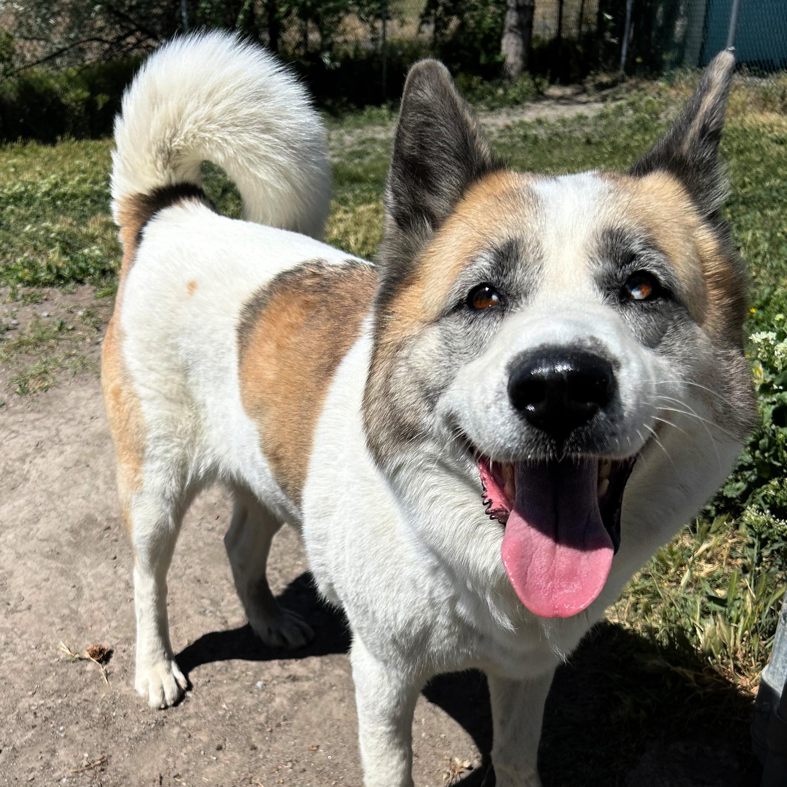 Ruby, ADOPTABLE, Adult Female Akita.