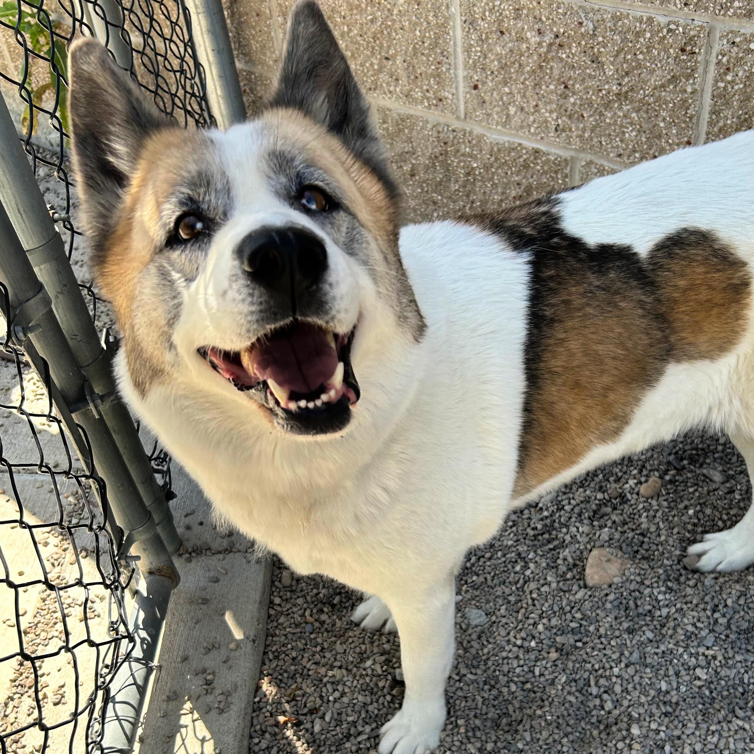 Ruby, a ADOPTABLE mixed breed in Lindon, UT image 3/5