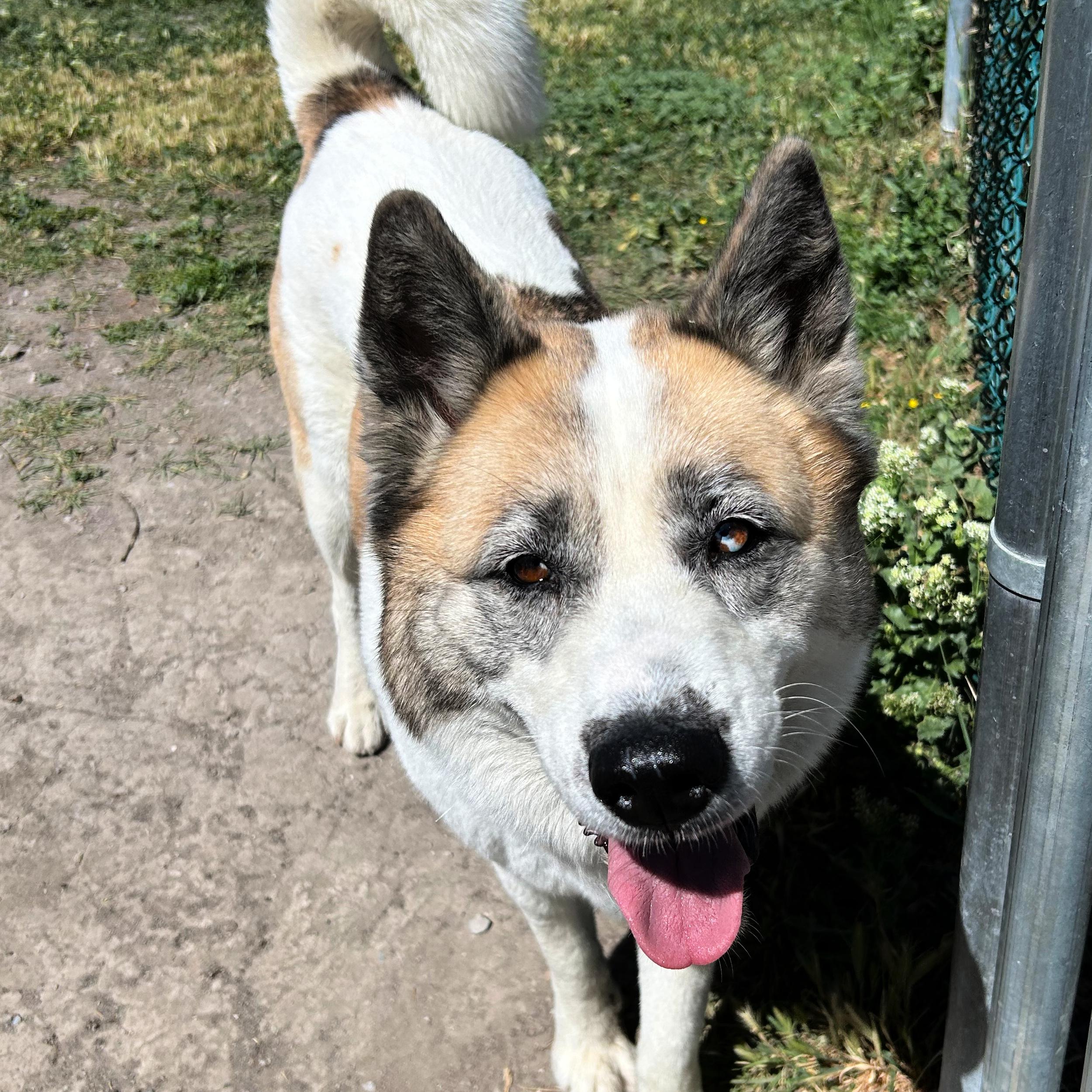 Ruby, a ADOPTABLE mixed breed in Lindon, UT image 2/5