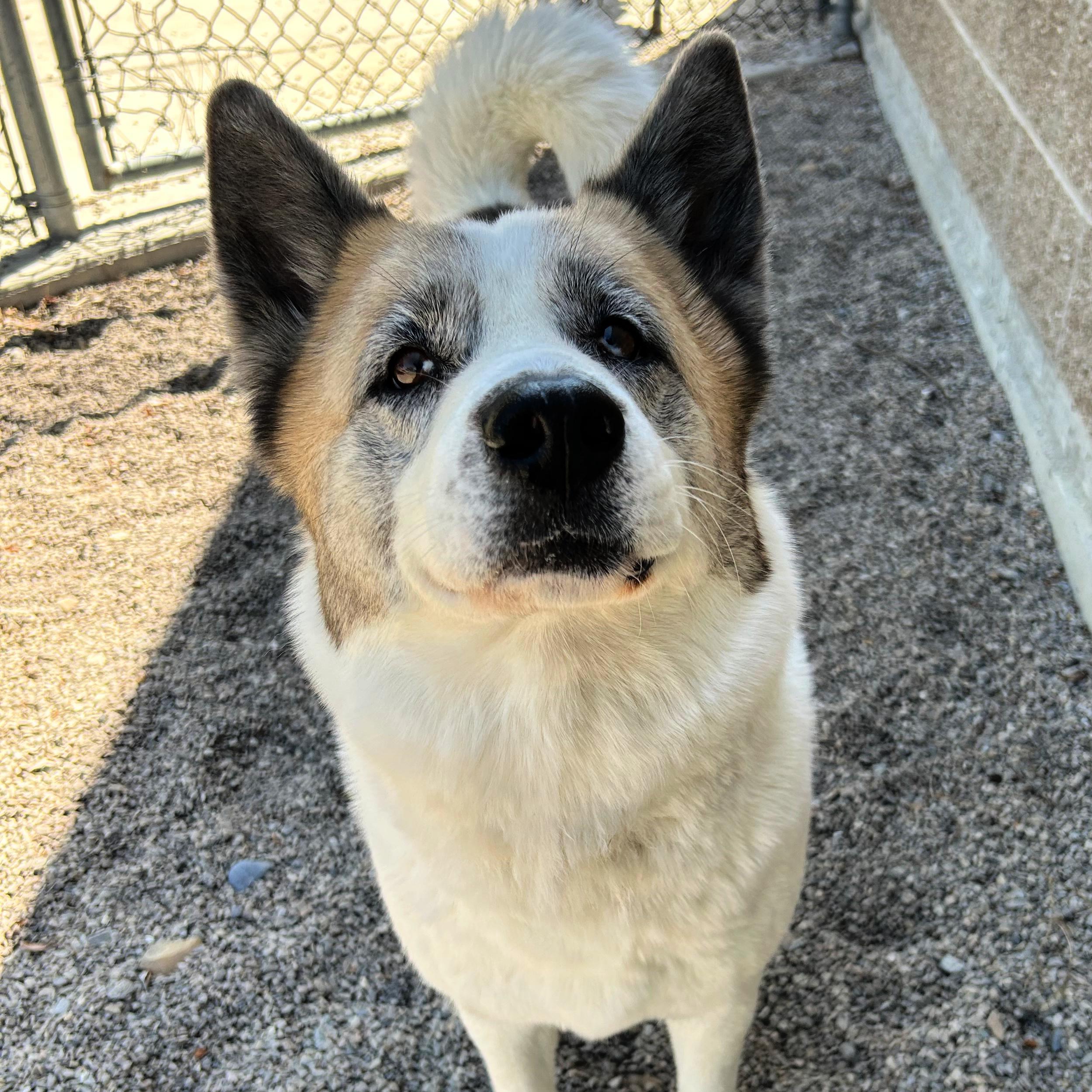 Ruby, a ADOPTABLE mixed breed in Lindon, UT image 4/5