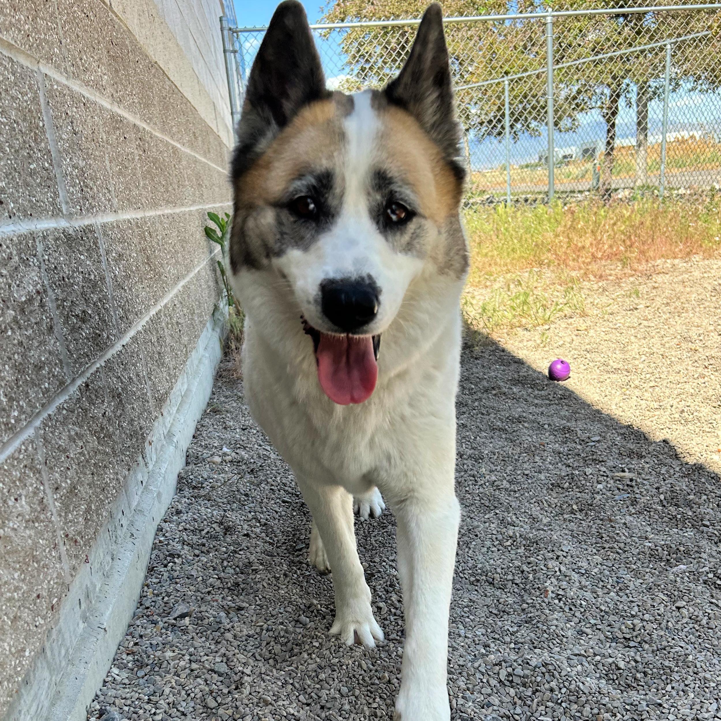 Ruby, a ADOPTABLE mixed breed in Lindon, UT image 5/5
