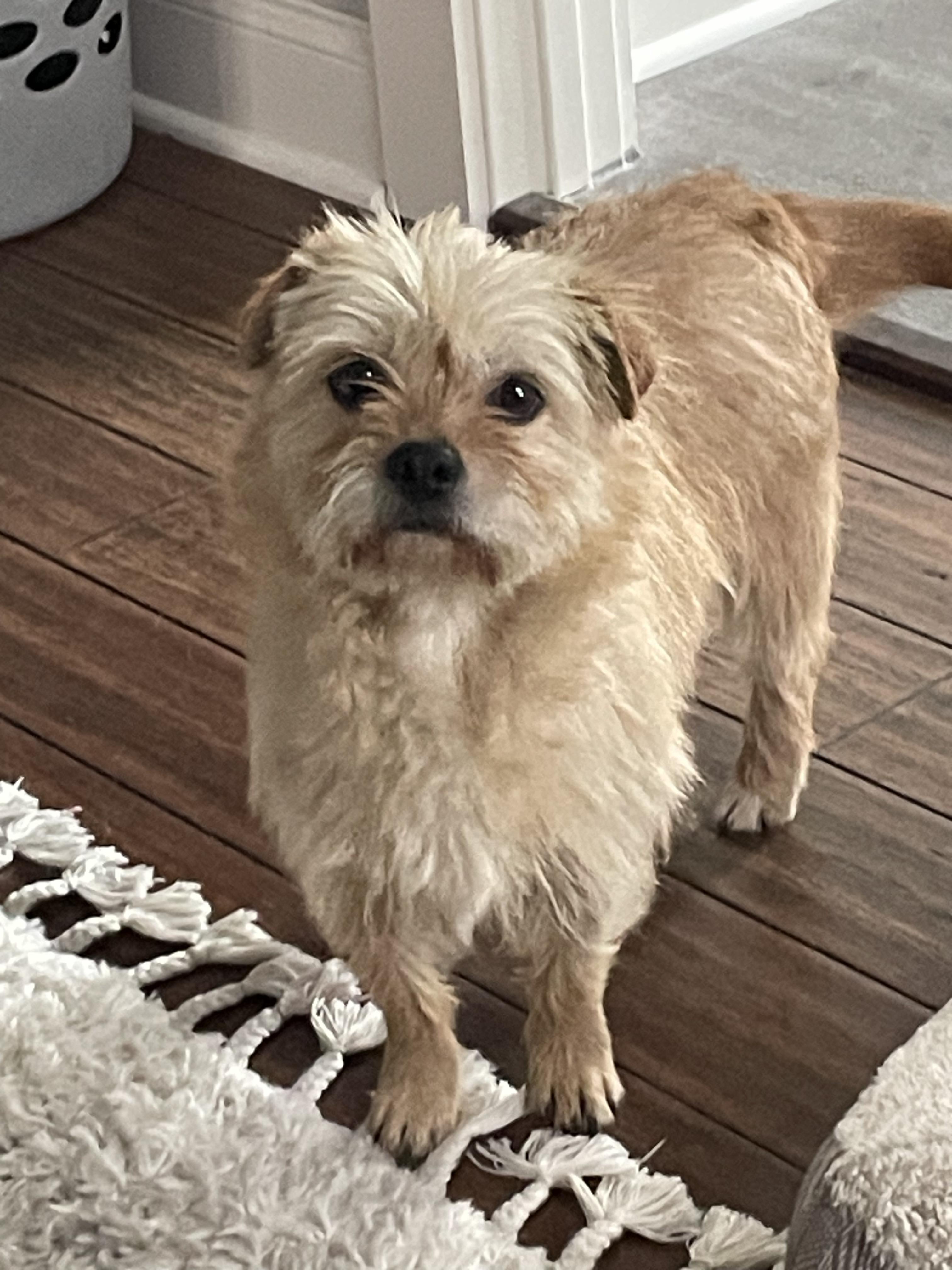 Helen, adopted, Adult Female Mixed Breed.