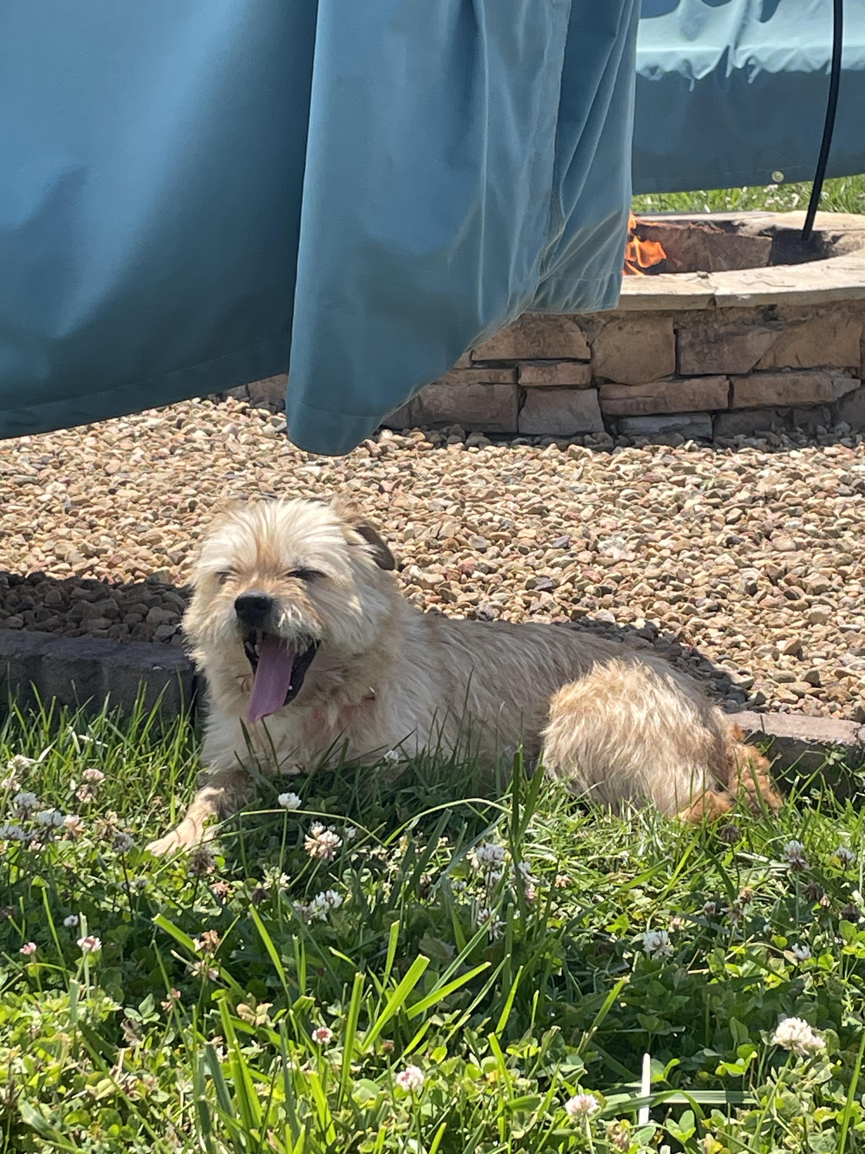 Enlarge Helen, an adopted Mixed Breed in Talbott, TN image 3/4