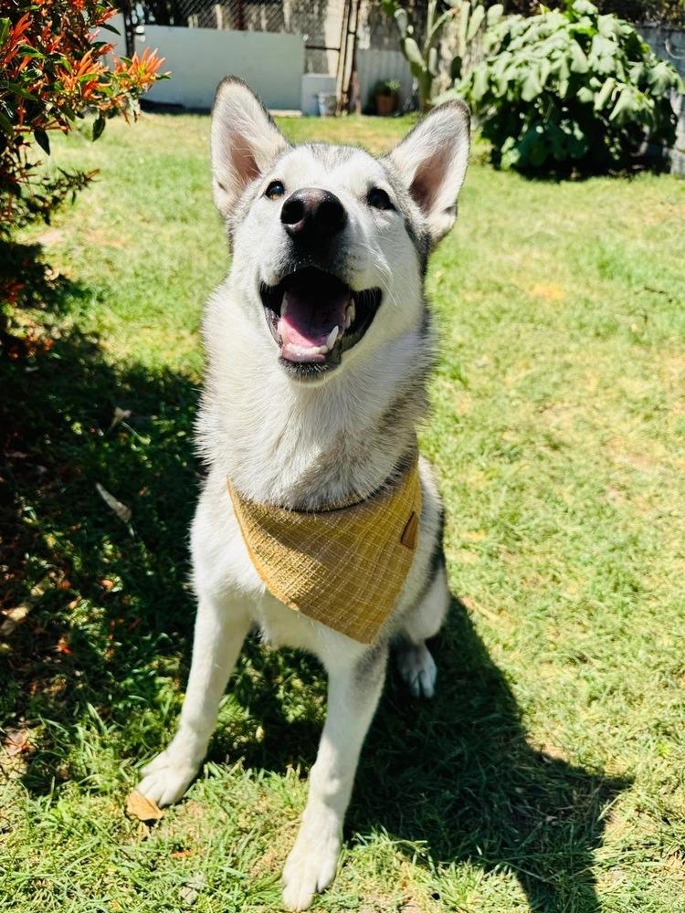 Enlarge Shasta, a Adoptable Siberian Husky in Gig Harbor, WA image 1/6
