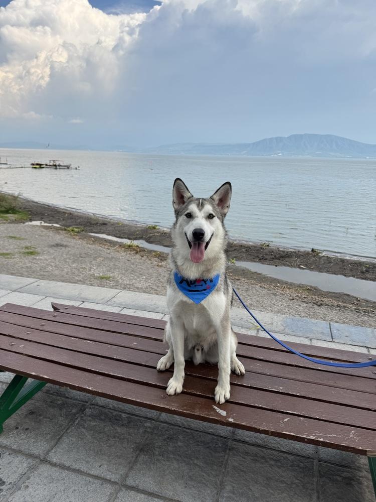 Enlarge Shasta, a Adoptable Siberian Husky in Gig Harbor, WA image 2/6