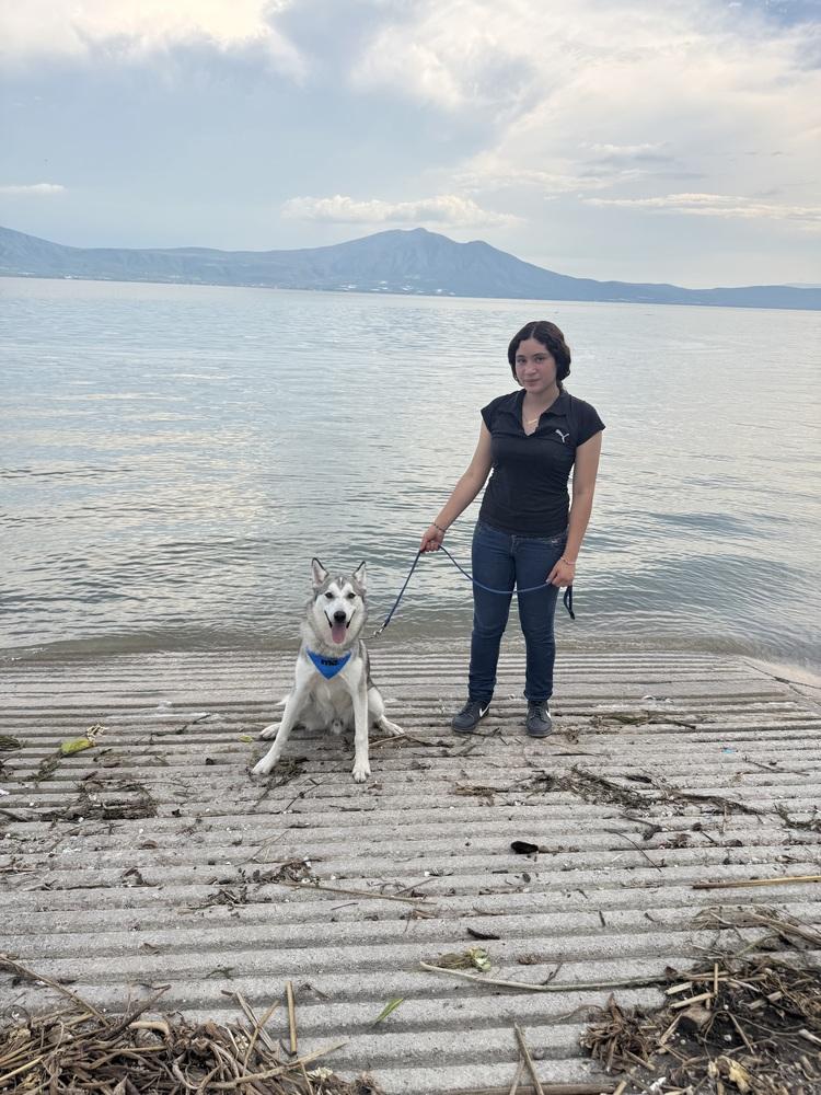 Enlarge Shasta, a Adoptable Siberian Husky in Gig Harbor, WA image 3/6