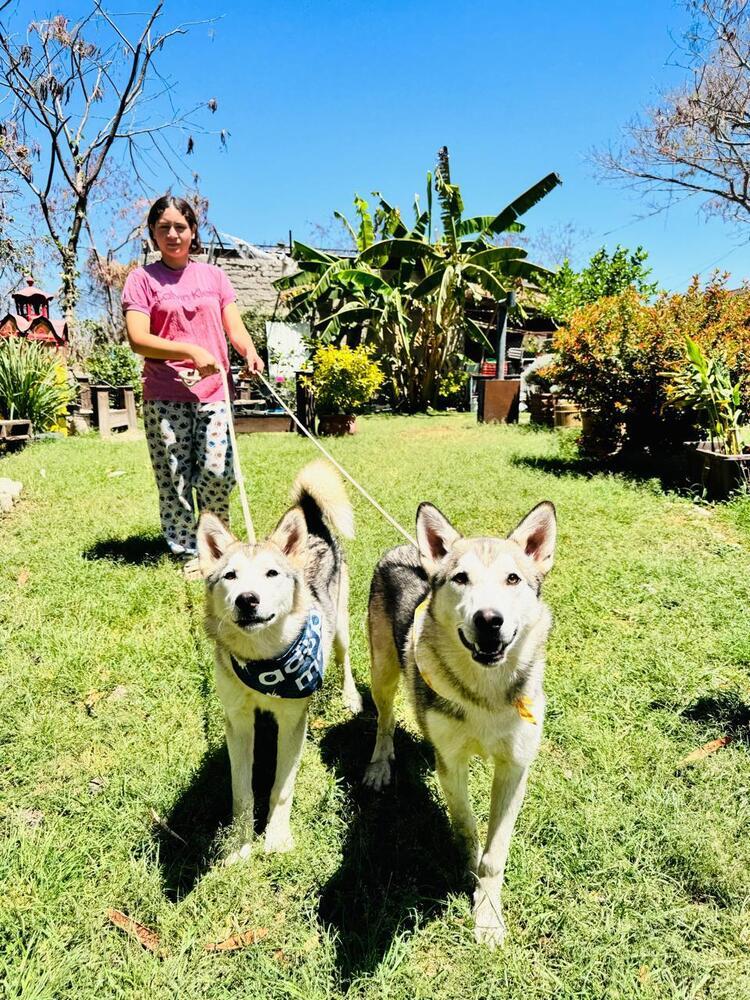 Enlarge Shasta, a Adoptable Siberian Husky in Gig Harbor, WA image 4/6