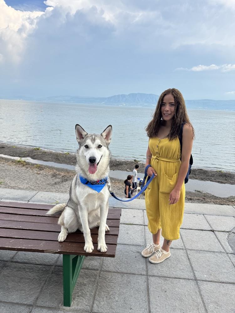 Enlarge Shasta, a Adoptable Siberian Husky in Gig Harbor, WA image 5/6