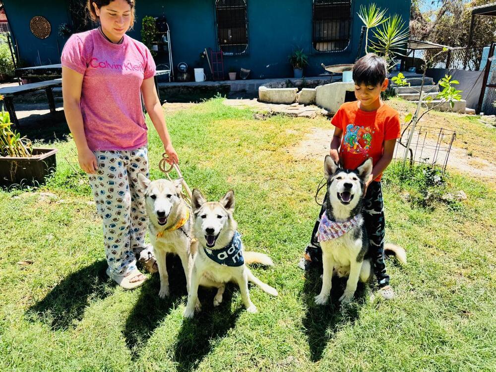 Enlarge Shasta, a Adoptable Siberian Husky in Gig Harbor, WA image 6/6