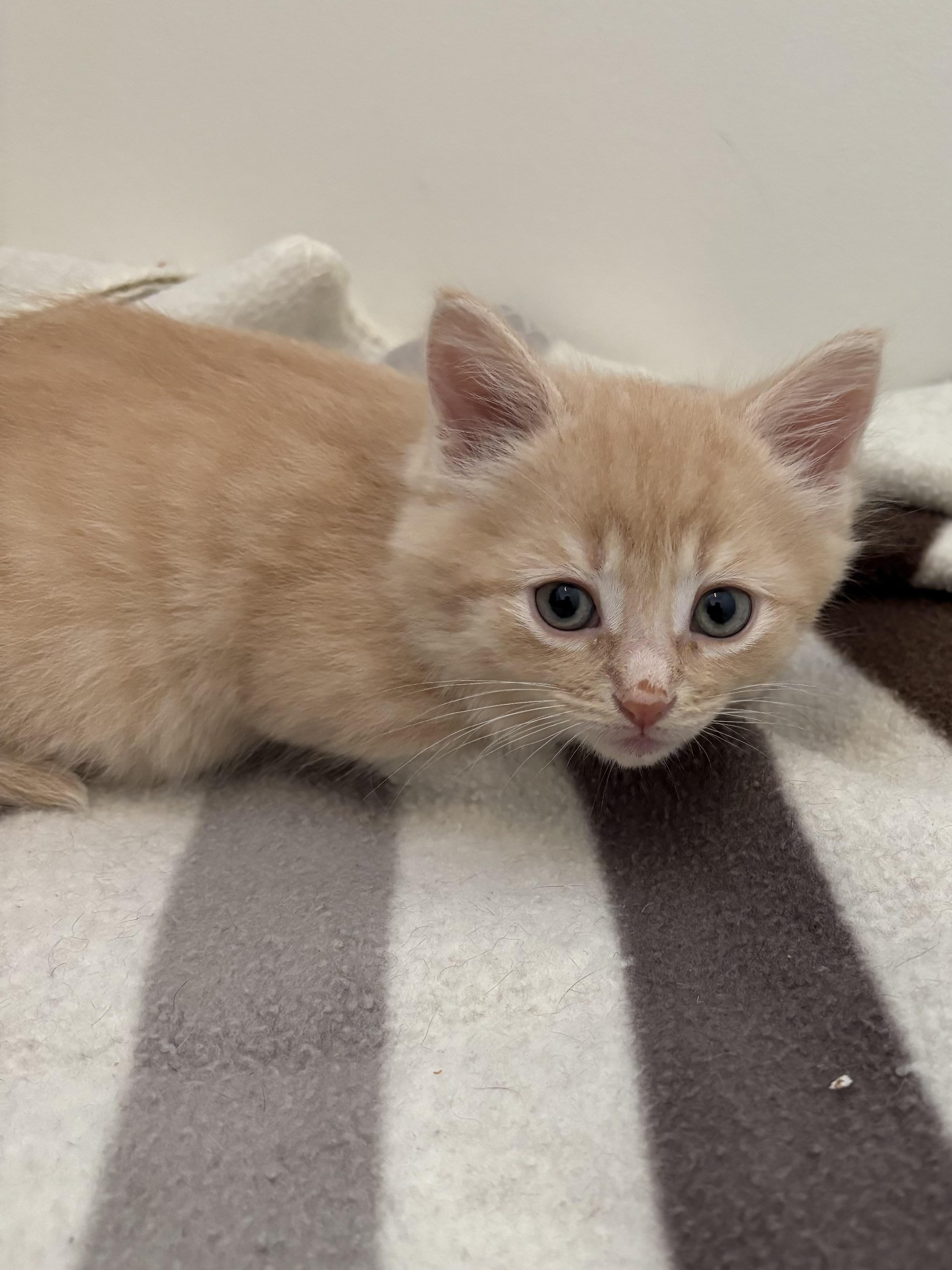 Bobby, a ADOPTABLE Domestic Short Hair in Ottawa, ON image 1/4