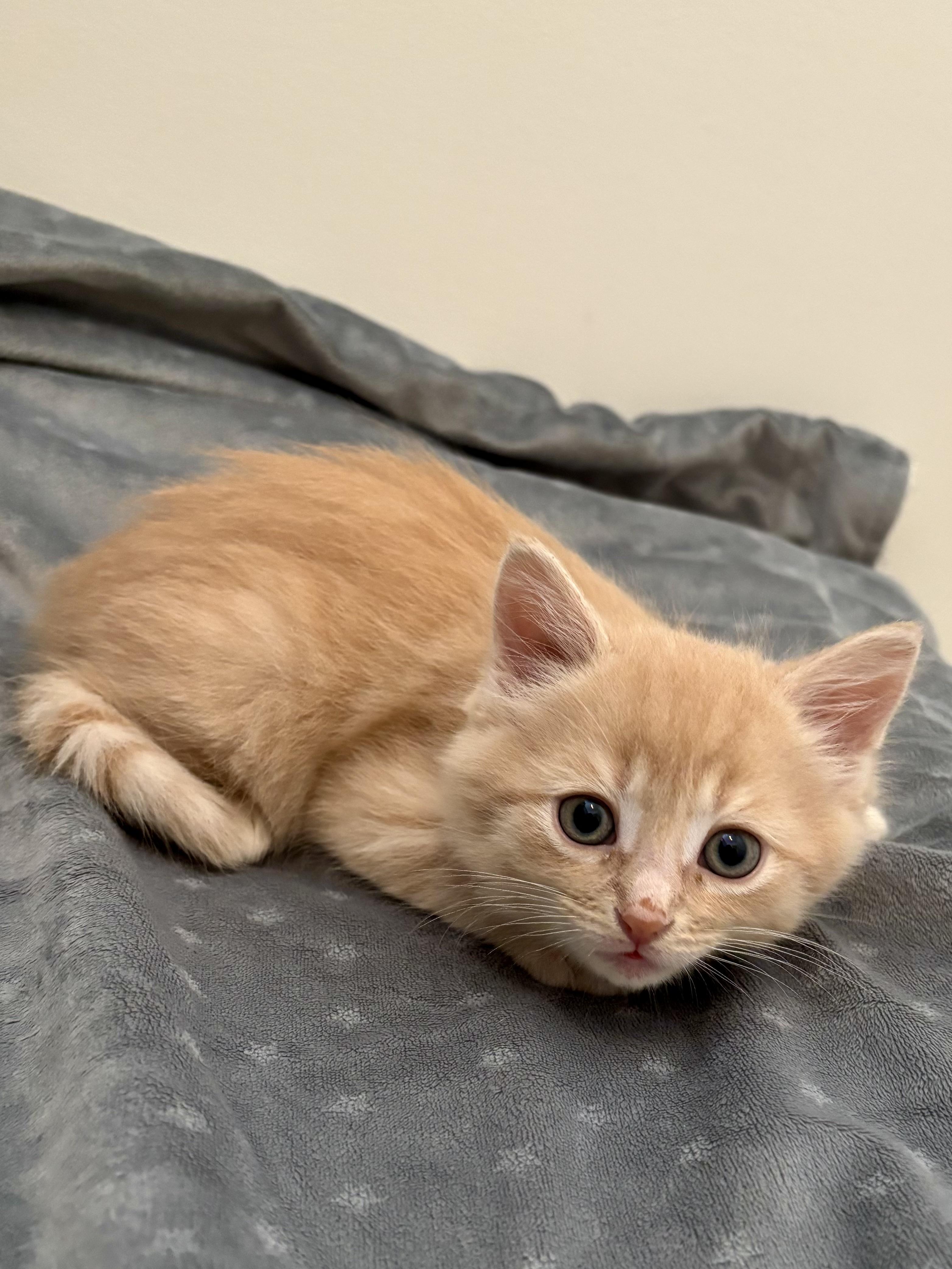 Bobby, a ADOPTABLE Domestic Short Hair in Ottawa, ON image 2/4