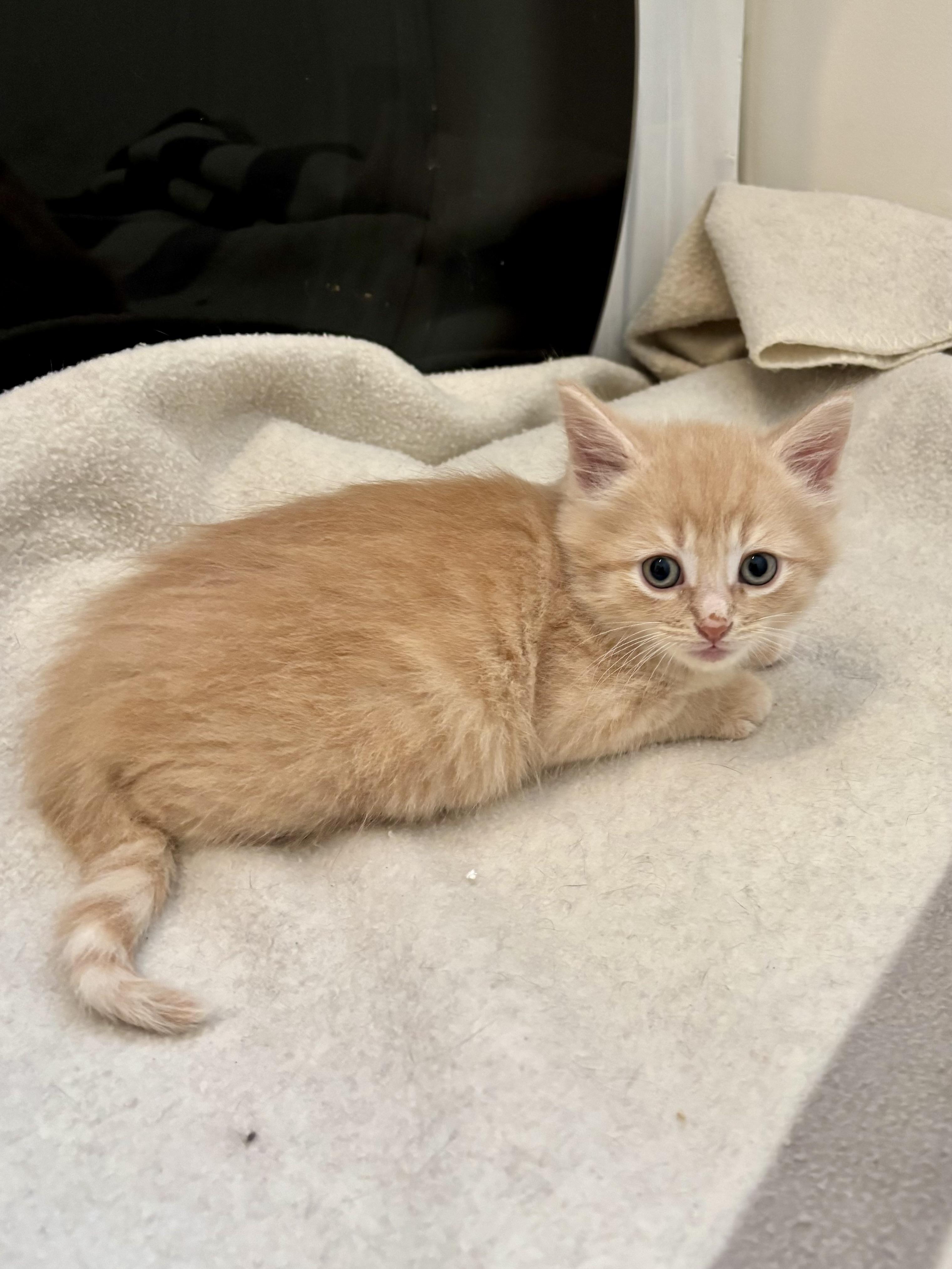 Bobby, a ADOPTABLE Domestic Short Hair in Ottawa, ON image 3/4